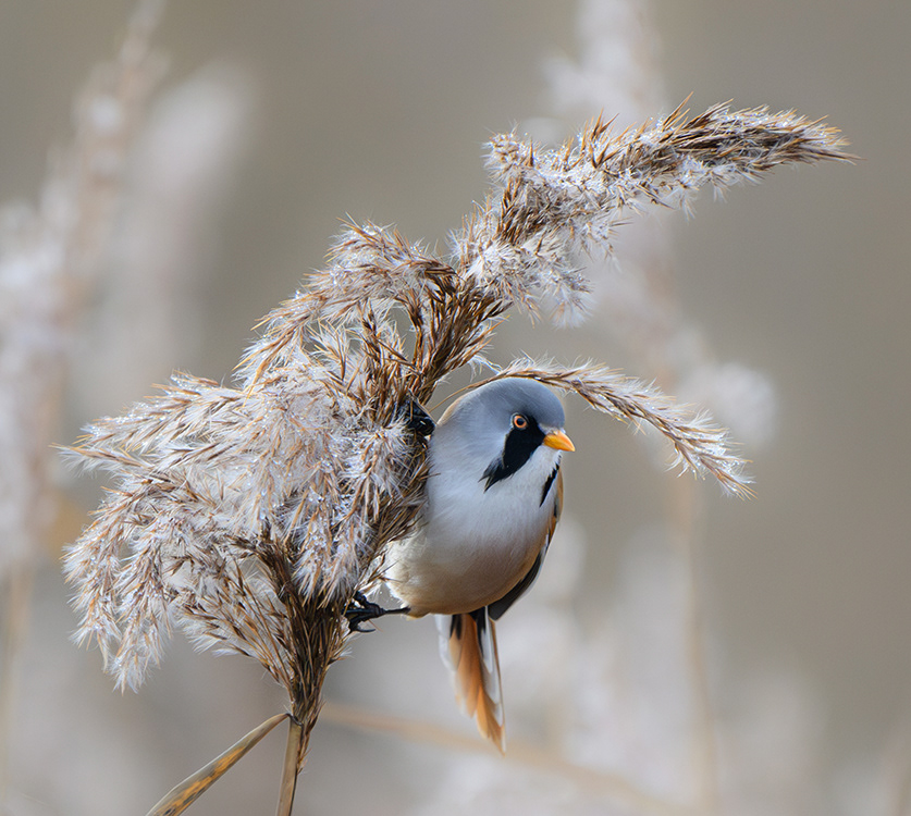 Bearded Reedling