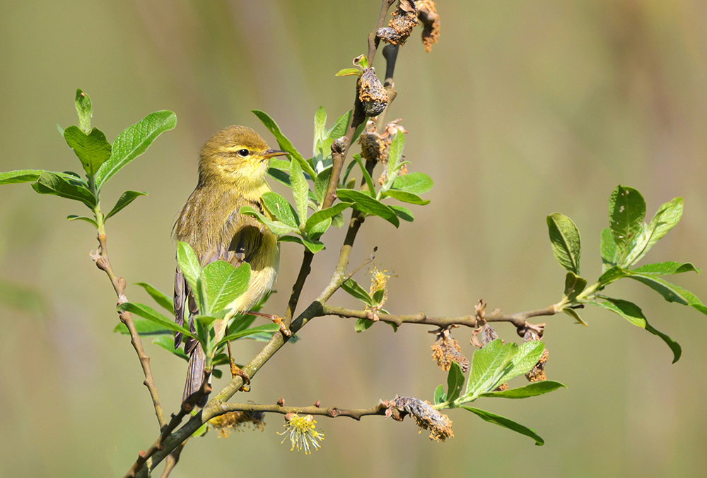 Willow Warbler