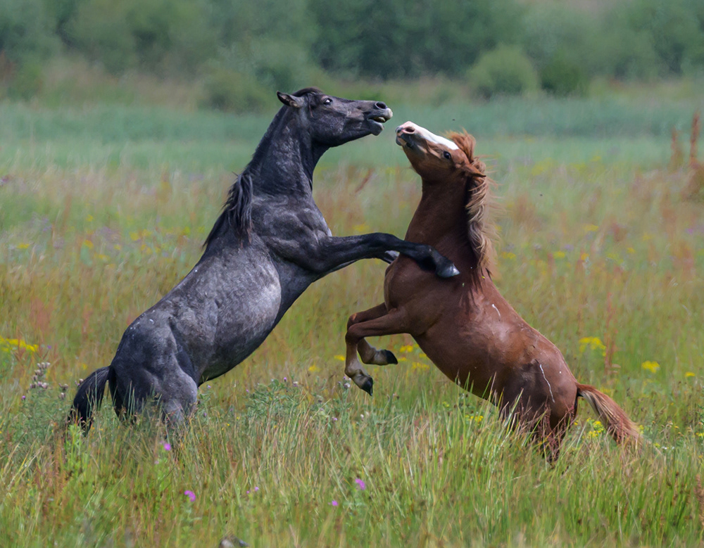 Carneddau Ponies