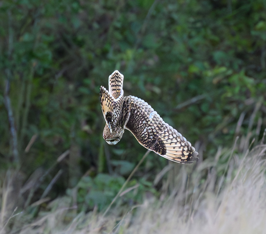 Short-eared Owl