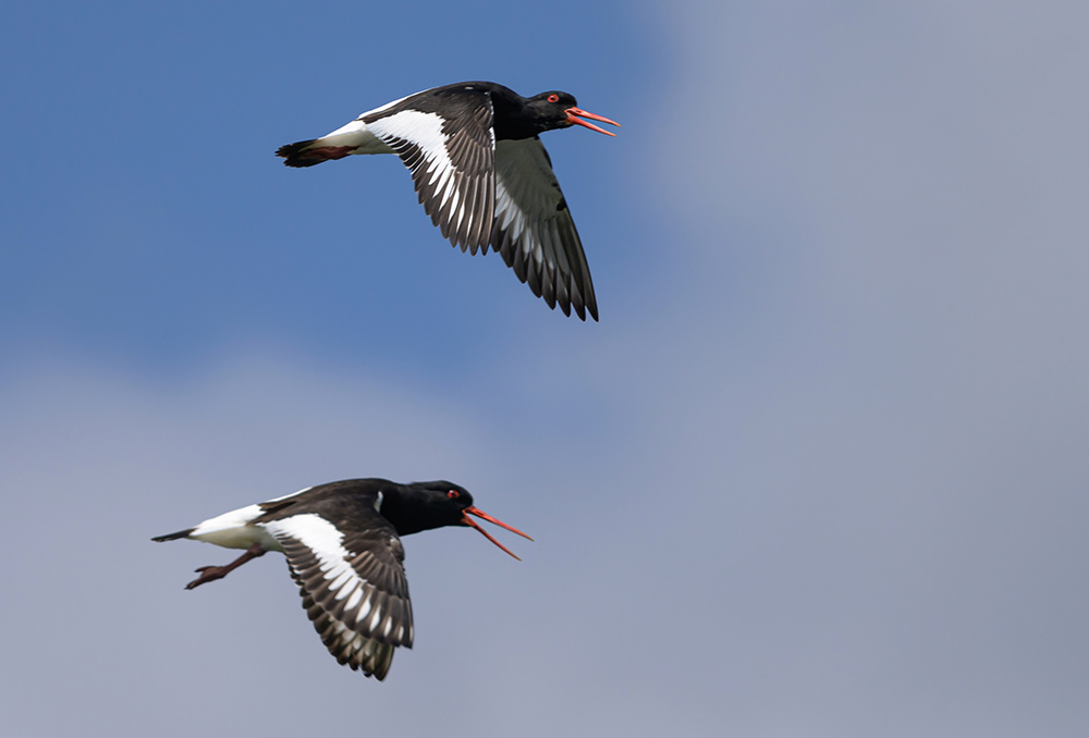Oystercatchers