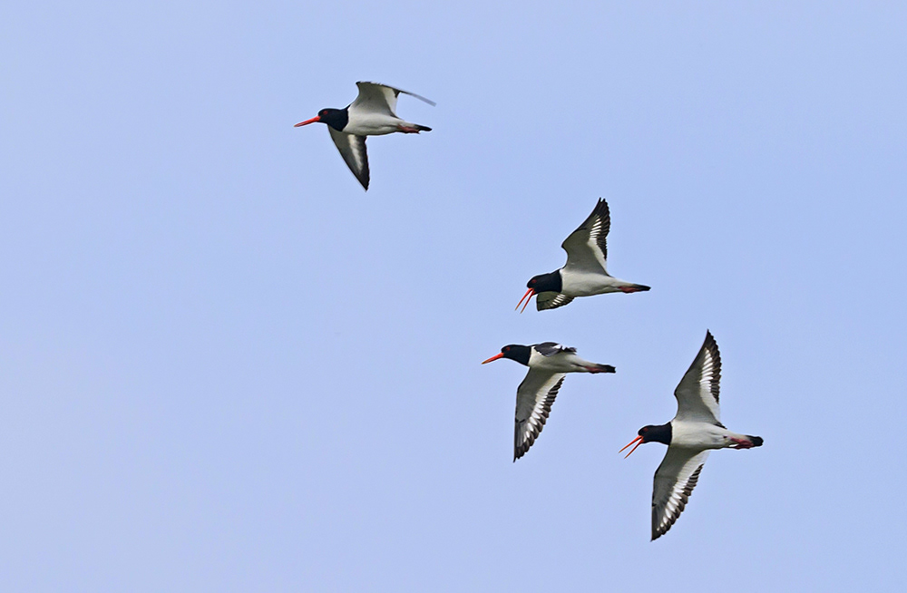 Oystercatchers