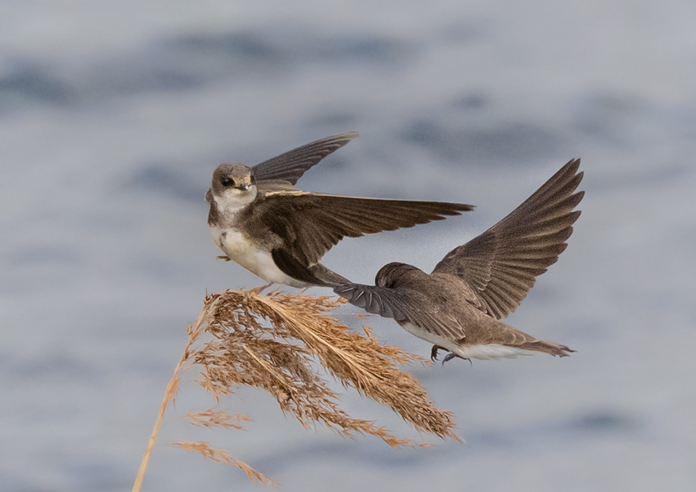 Sand Martins