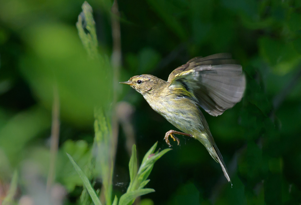 Chiffchaff