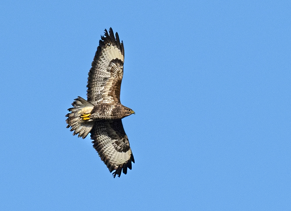 Buzzard