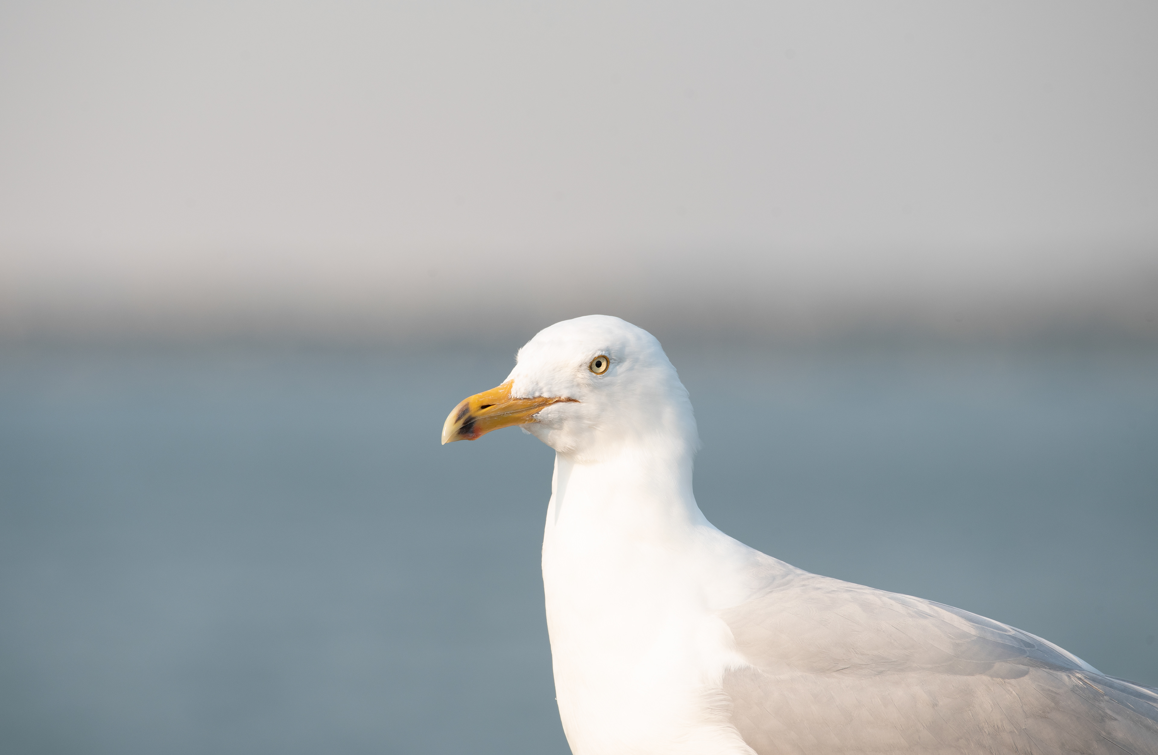 Herring Gull Feb 22, 2020 Barnegat Lighthouse State Park, NJ USA