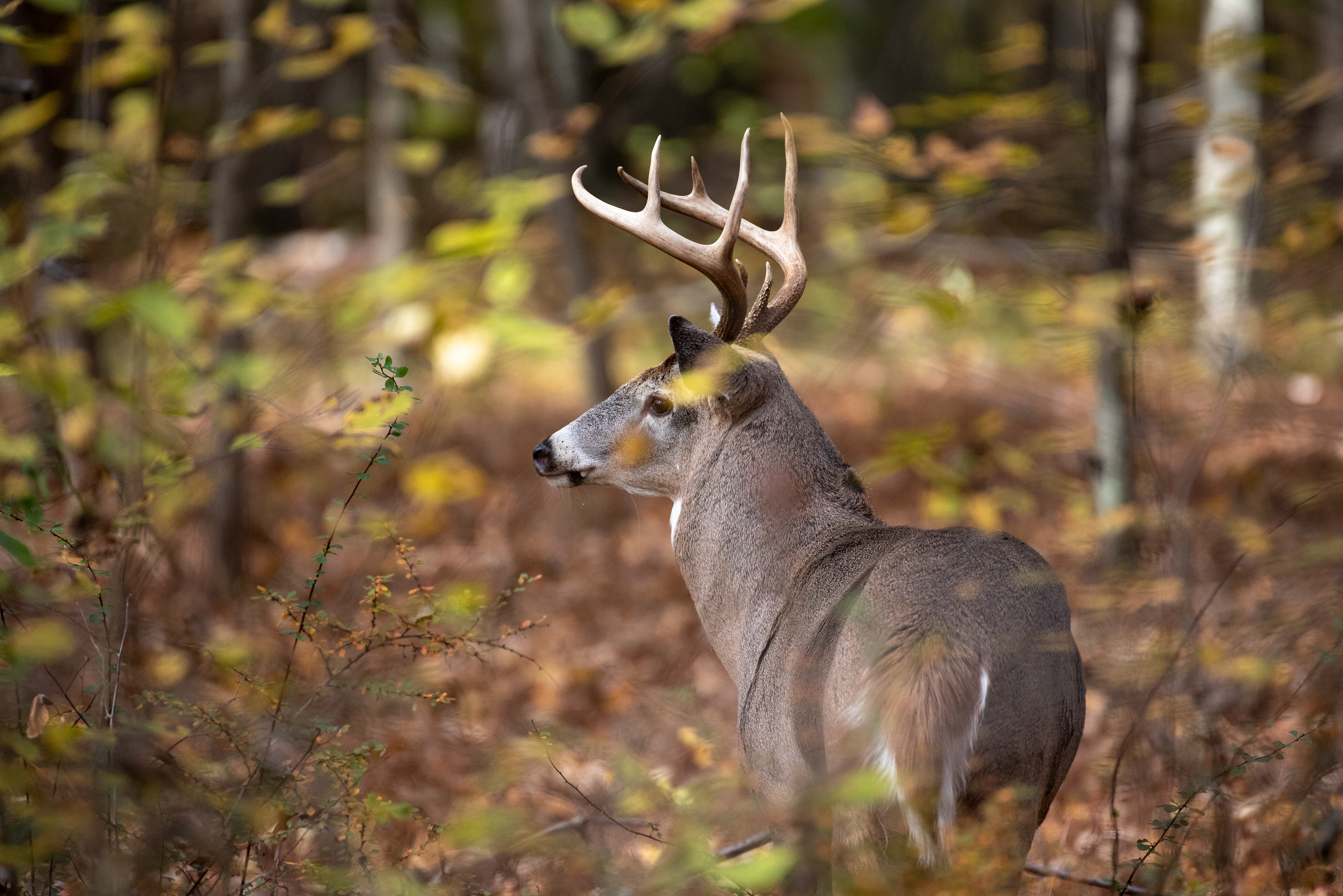 White Tailed Deer Oct 26, 2019 Lord Stirling Park, NJ USA