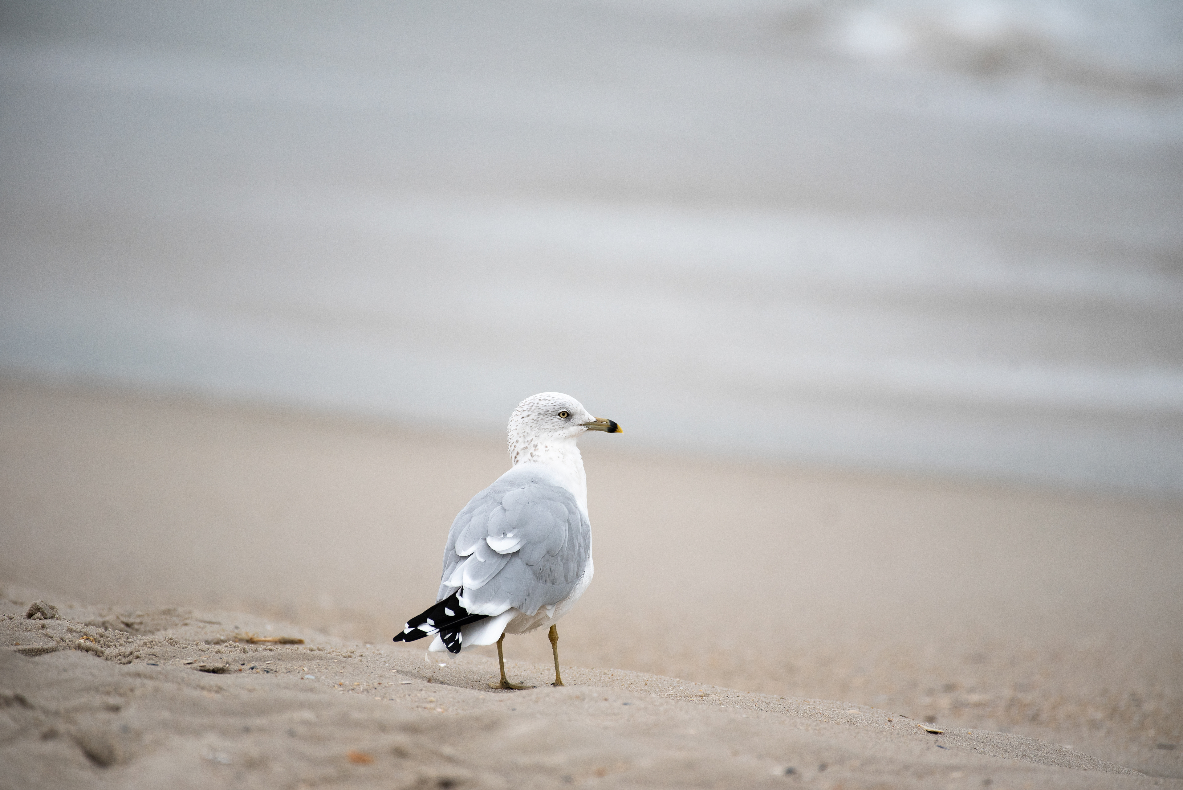 Ring Billed Gull Oct 23, 2020 Cape May, NJ USA