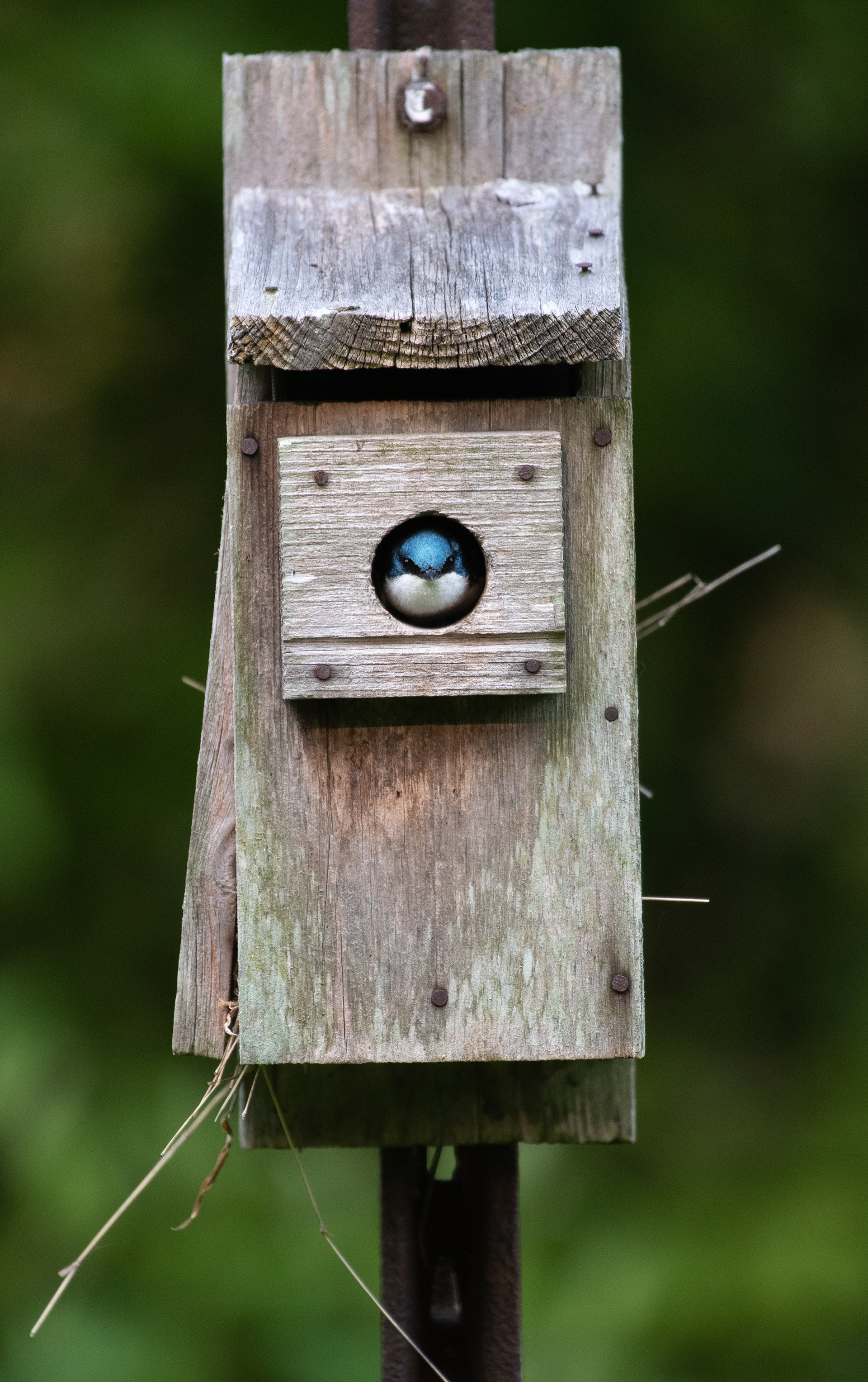Tree Swallow May 29, 2023 Scherrman Hoffman Wildlife Refuge, NJ USA