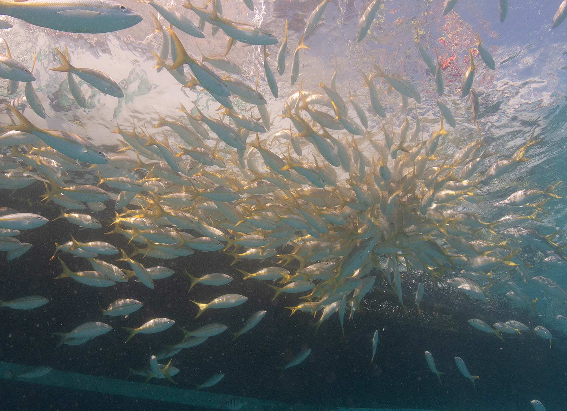 Yellow Tail Snapper Mar 12, 2020 Looe Key National Marine Sanctuary, FL USA
