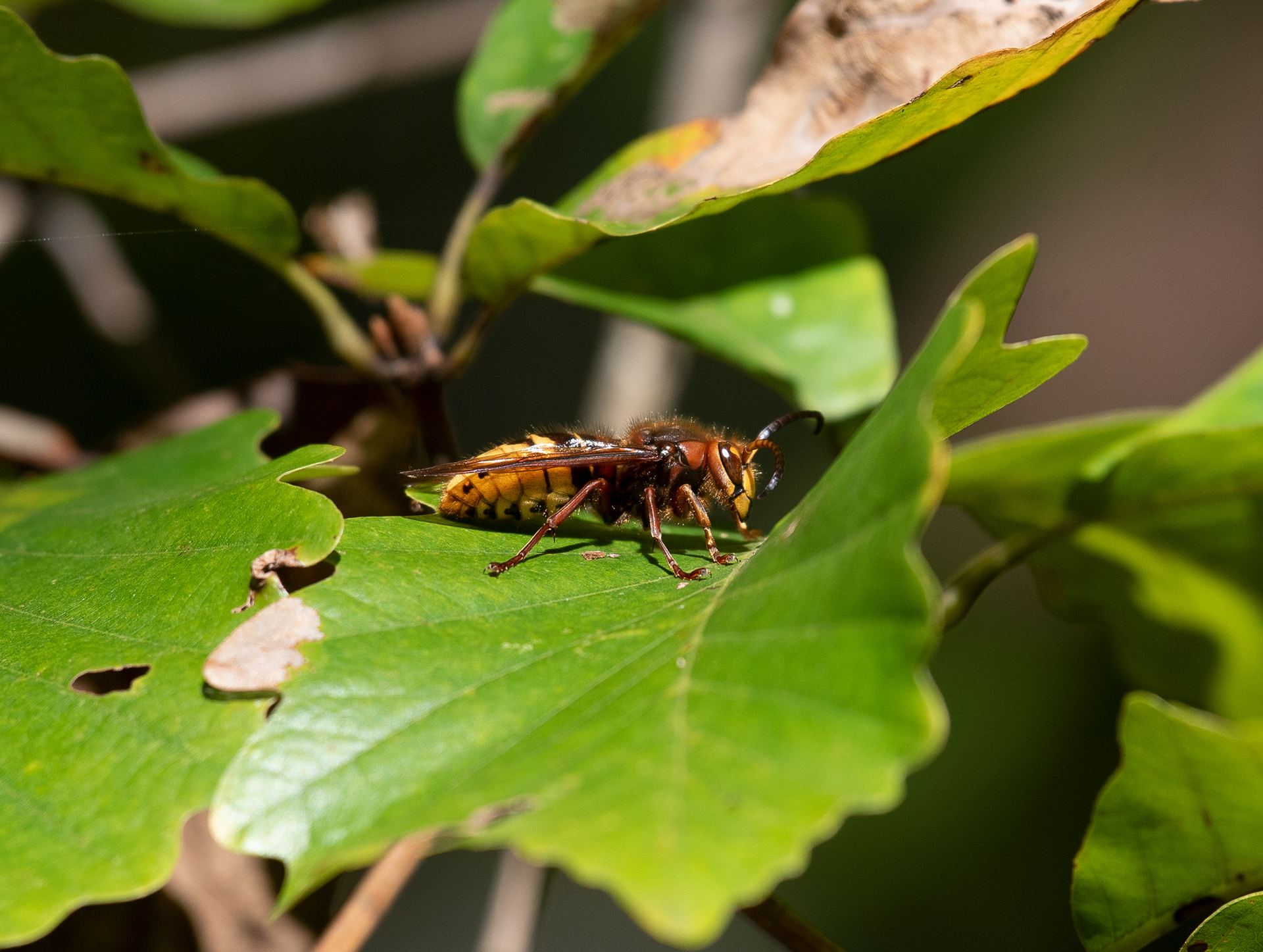 European Hornet Oct 17, 2020 Edwin B Forsythe NWR, NJ USA
