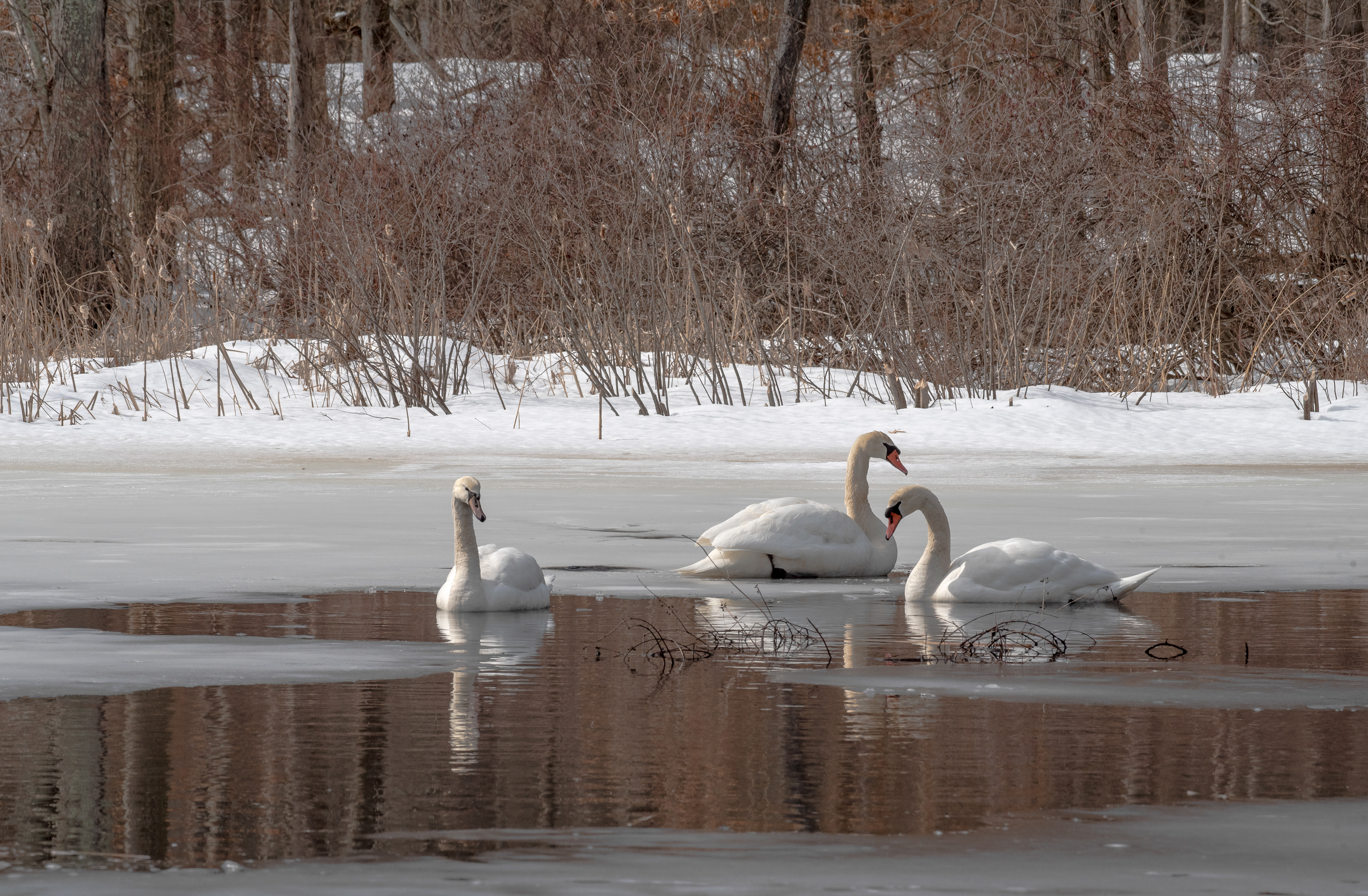 Mute Swan Feb 24, 2021 Muriel Hepner Park, NJ USA