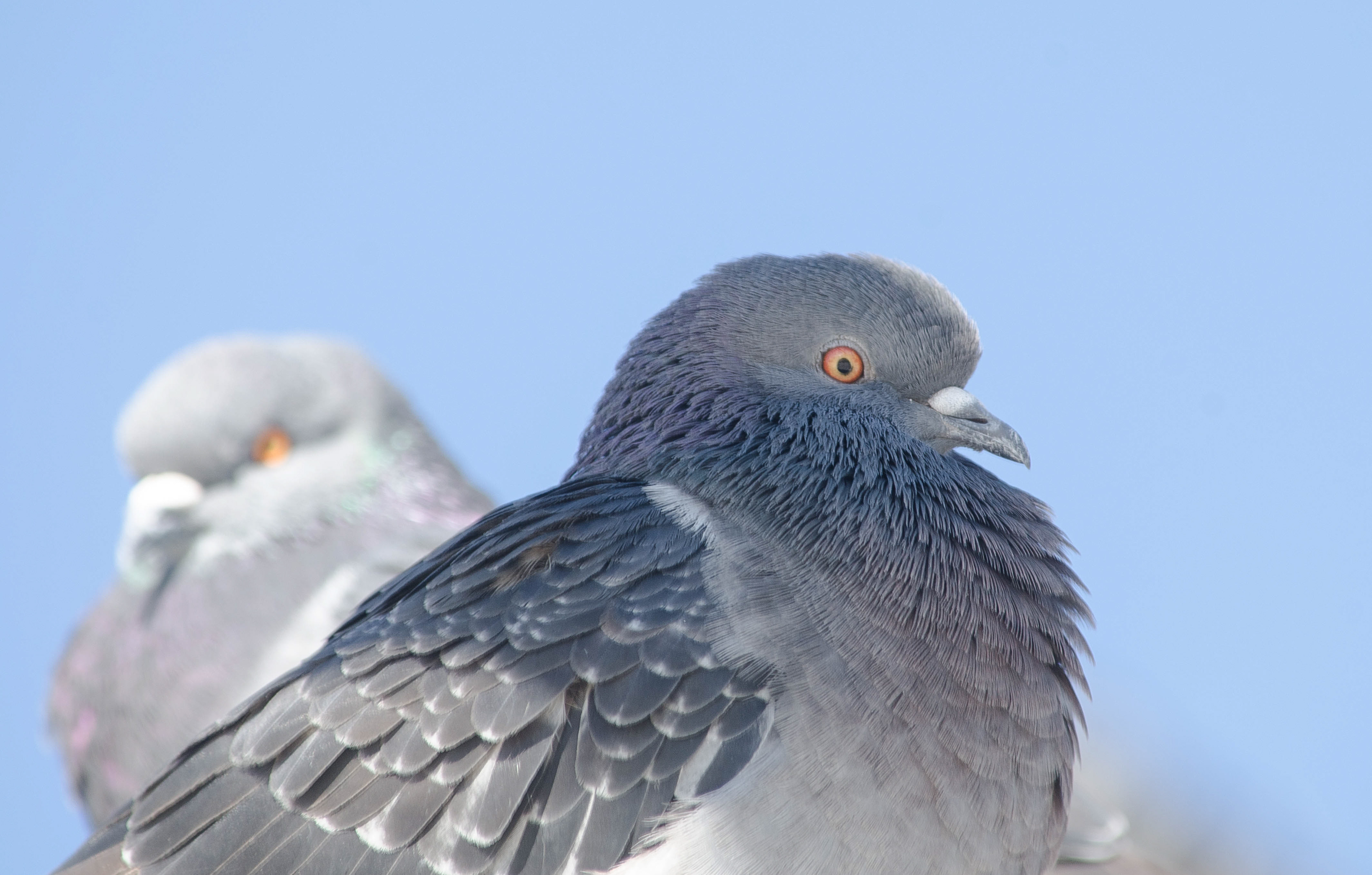 Rock Pigeon Oct 27, 2017 Cape Cod, MA USA