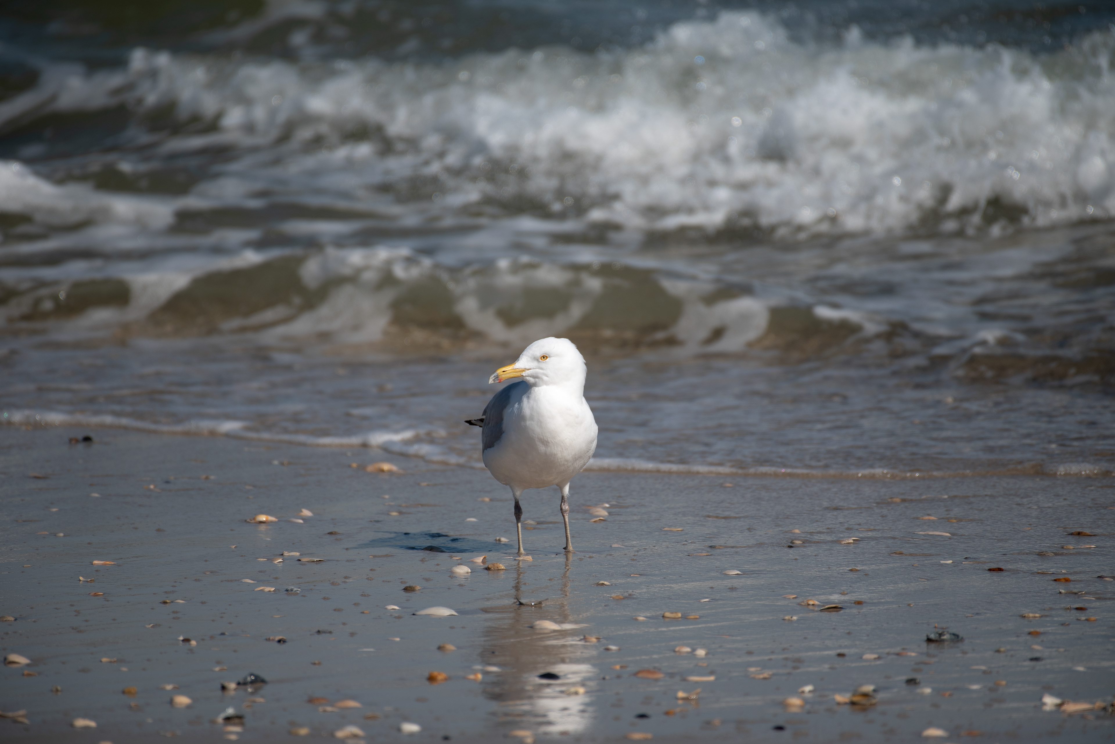 Herring Gull Feb 22, 2020 Barnegat Lighthouse State Park, NJ USA