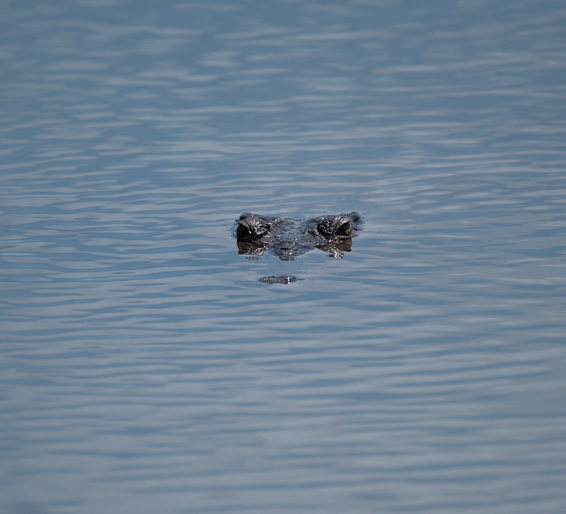 American Crocodile Aug 23, 2019 Cozumel, MX