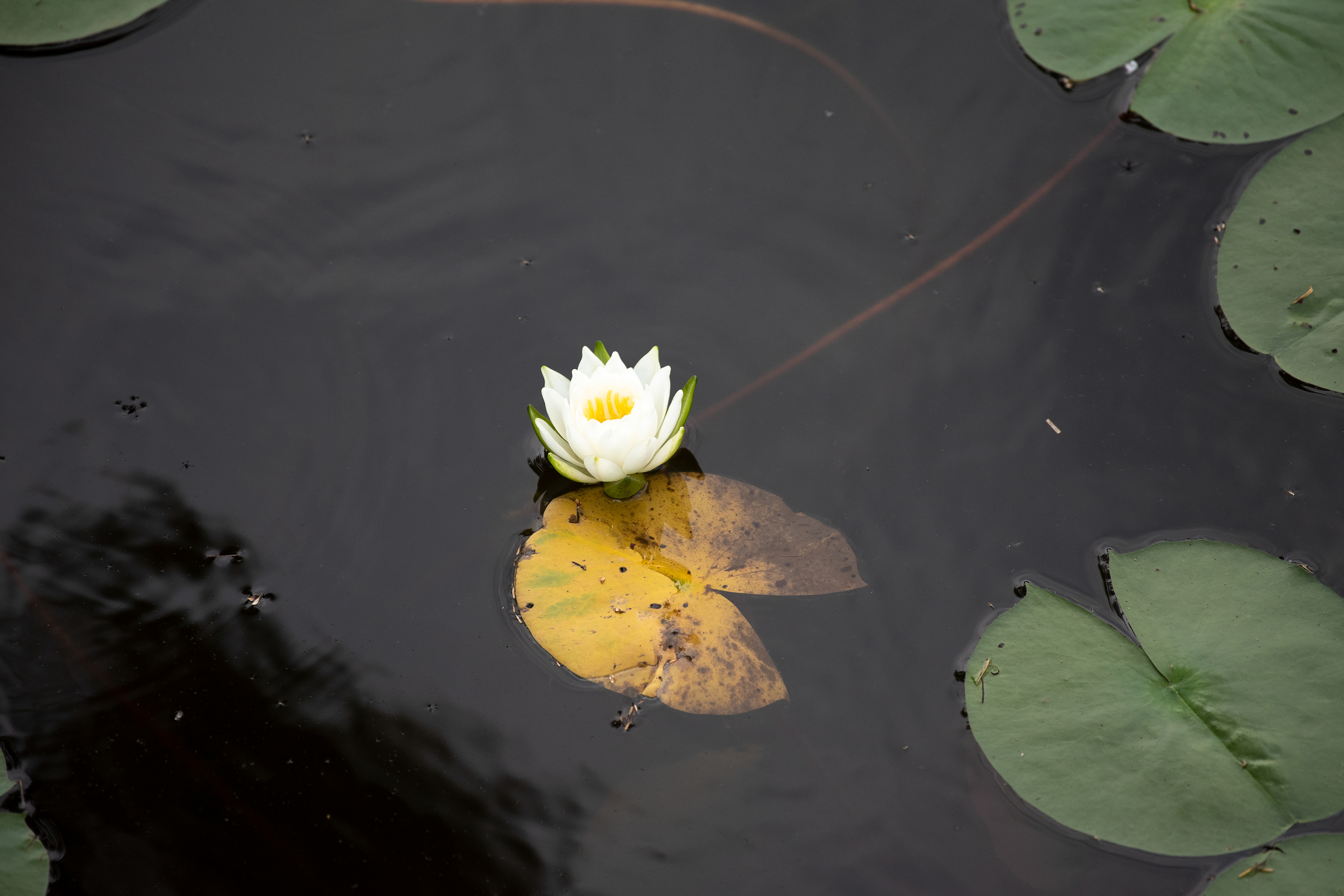 American Water Lily Aug 15, 2020 Sky Lake, NY USA