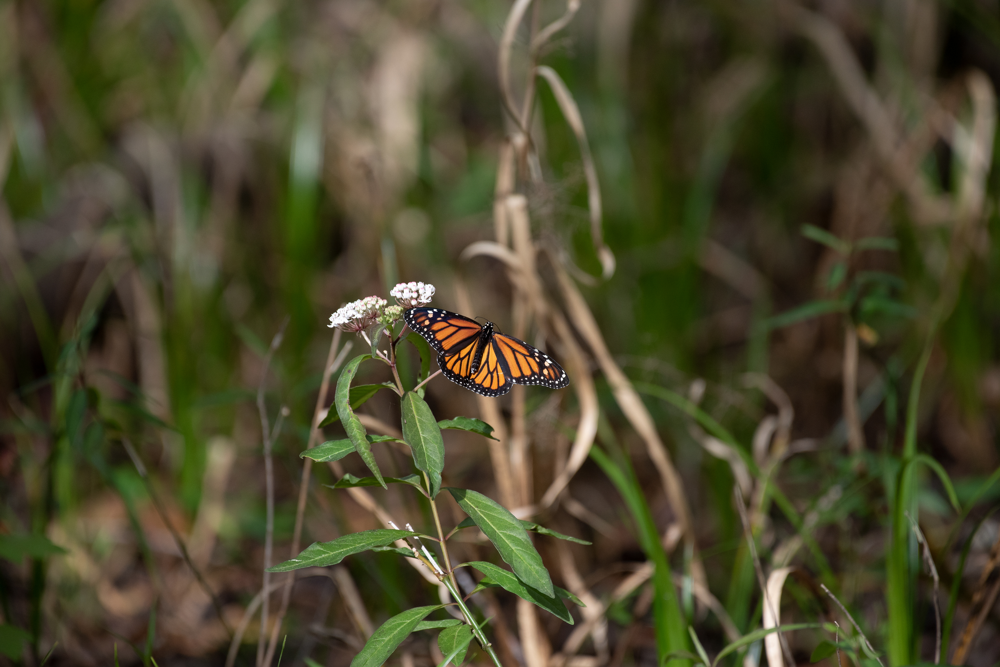 Monarch Butterfly Mar 8, 2020 Williston, FL USA