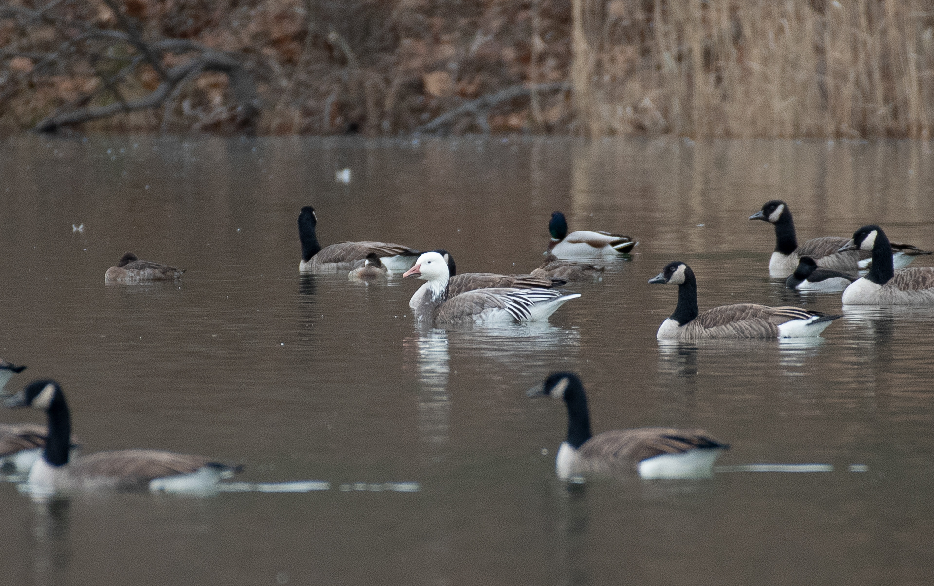 Snow Goose Jan 1, 2021 Round Valley Reservoir, NJ USA