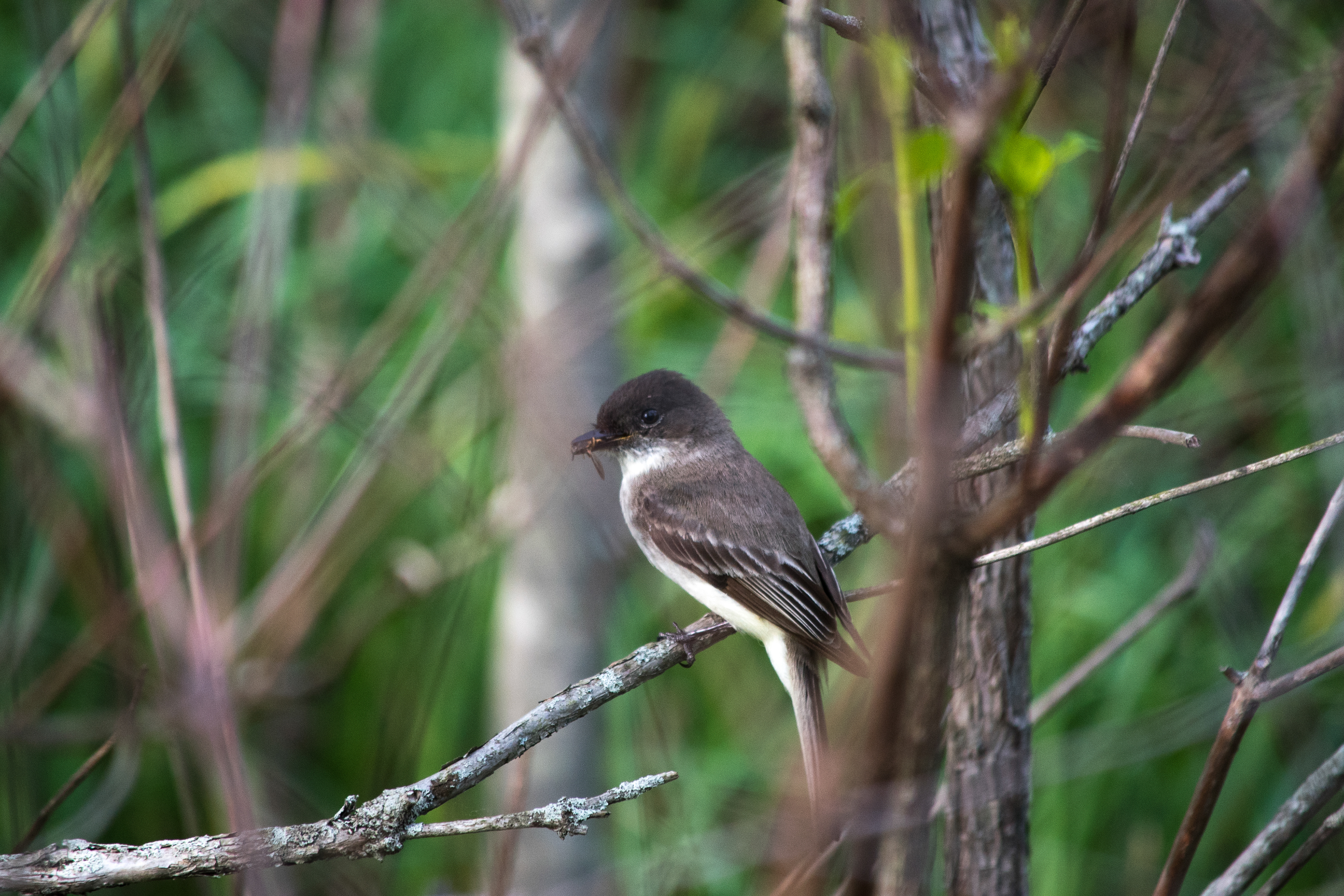 Eastern Phoebe May 10, 2019 Great Swamp NWR, NJ USA