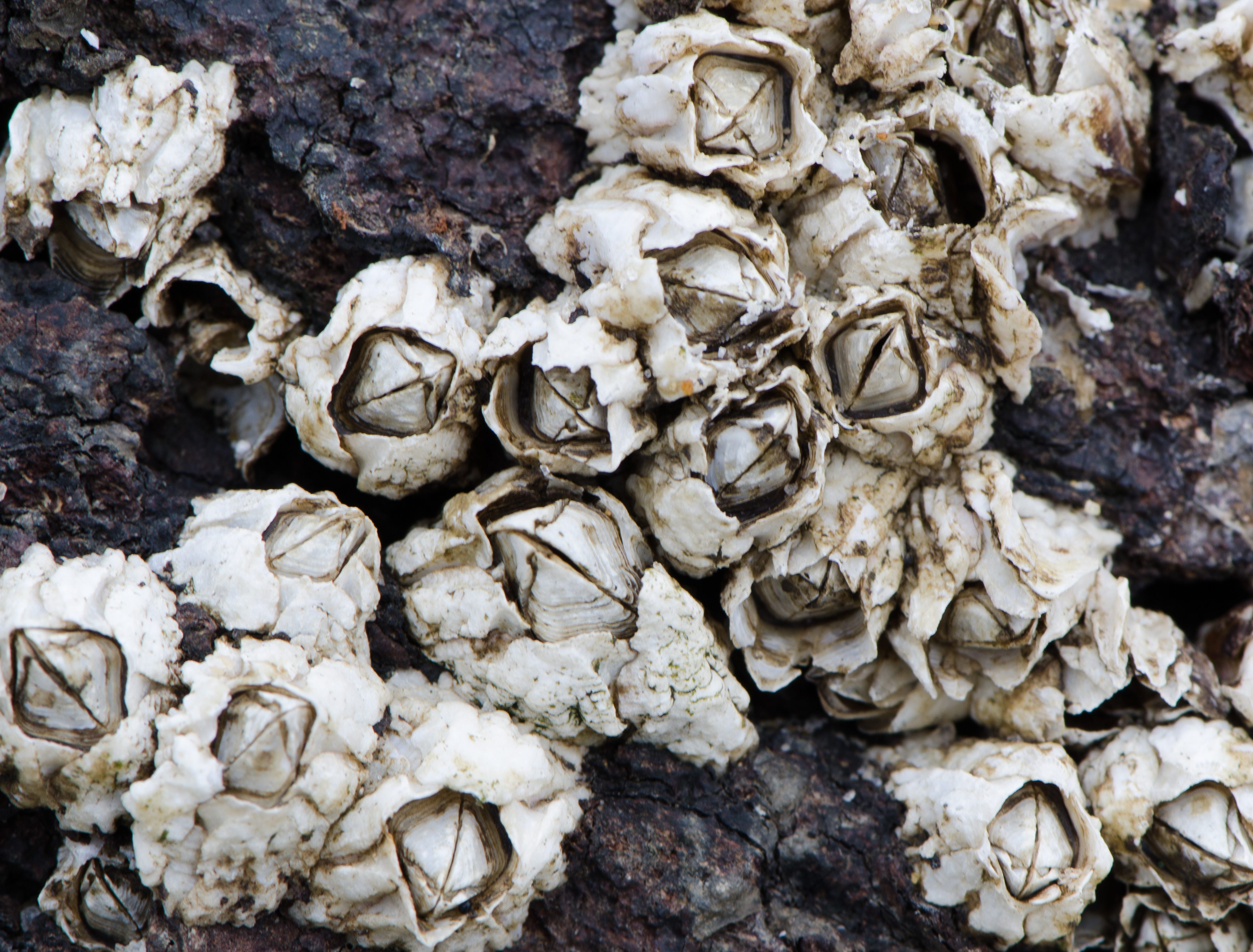 Northern Rock Barnacles Feb 19, 2018 Sandy Hook, NJ USA