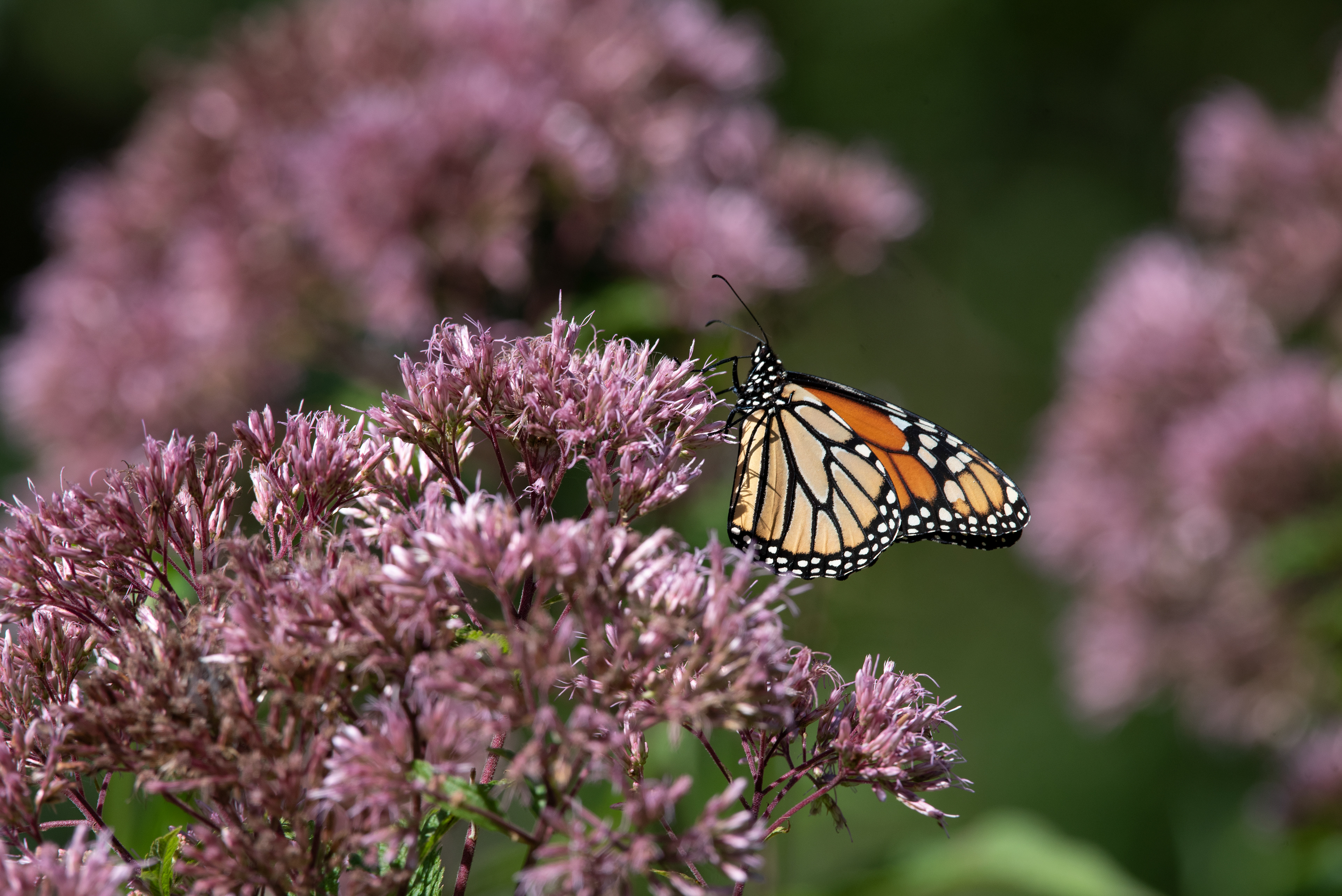 Monarch Butterfly Sept 5, 2020 Basking Ridge, NJ USA