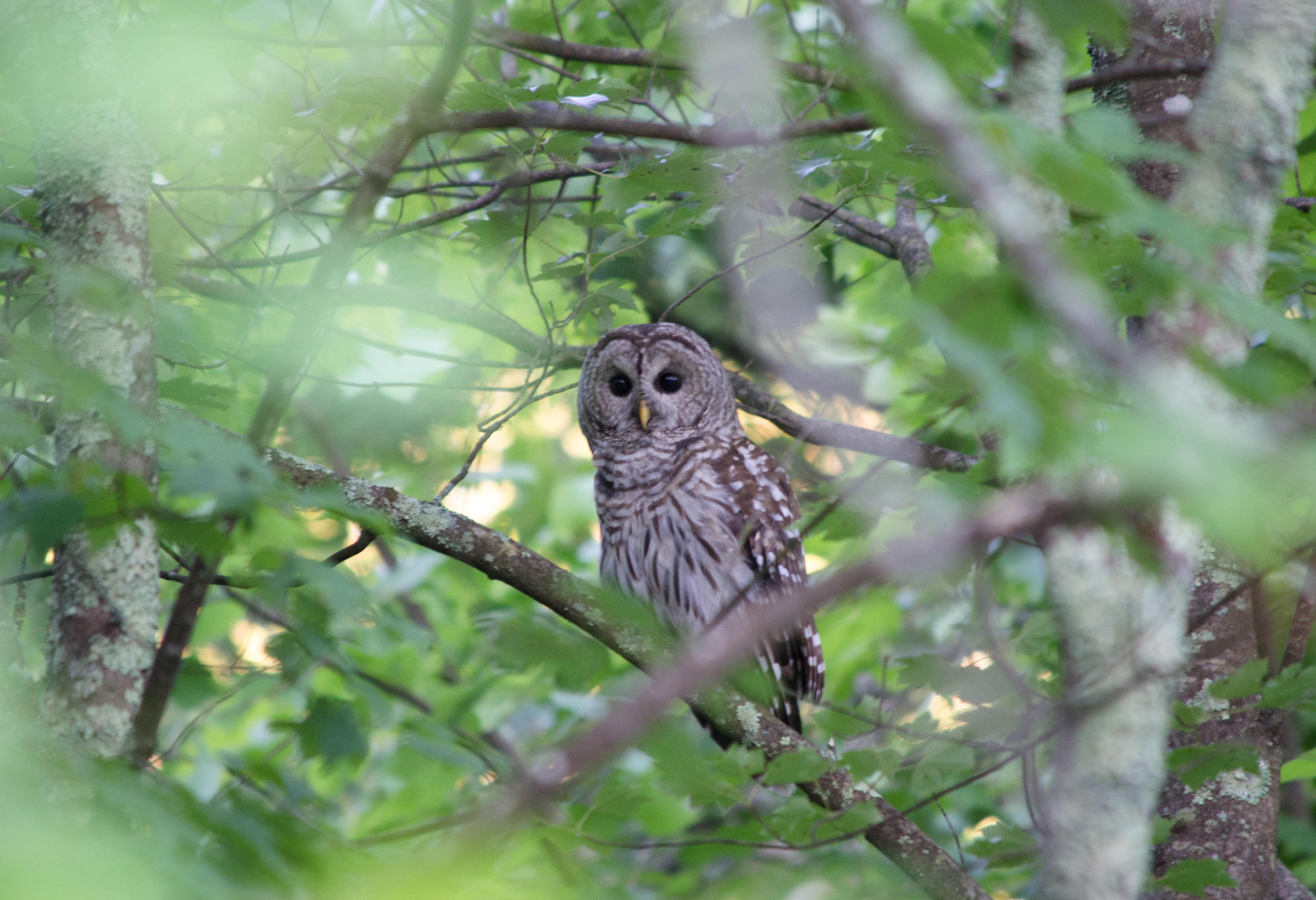 Barred Owl June 16, 2018 Saugerties, NY USA