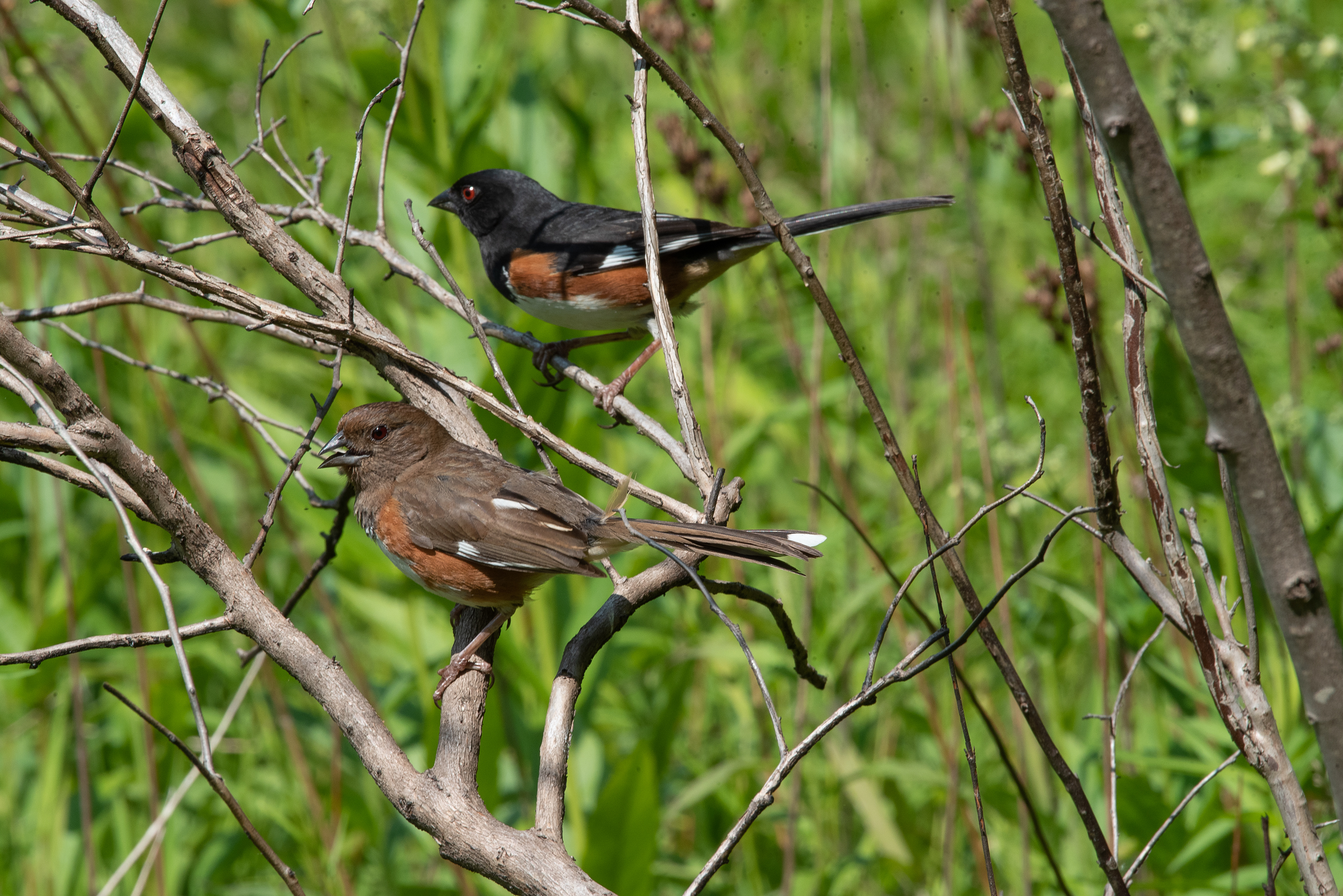 Eastern Towhee May 29, 2023 Lord Stirling Park, NJ USA