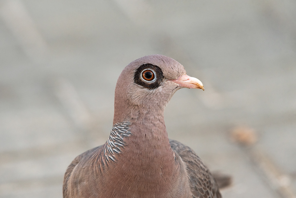 Bare Eyed Pigeon Aug 16, 2025 Bonaire