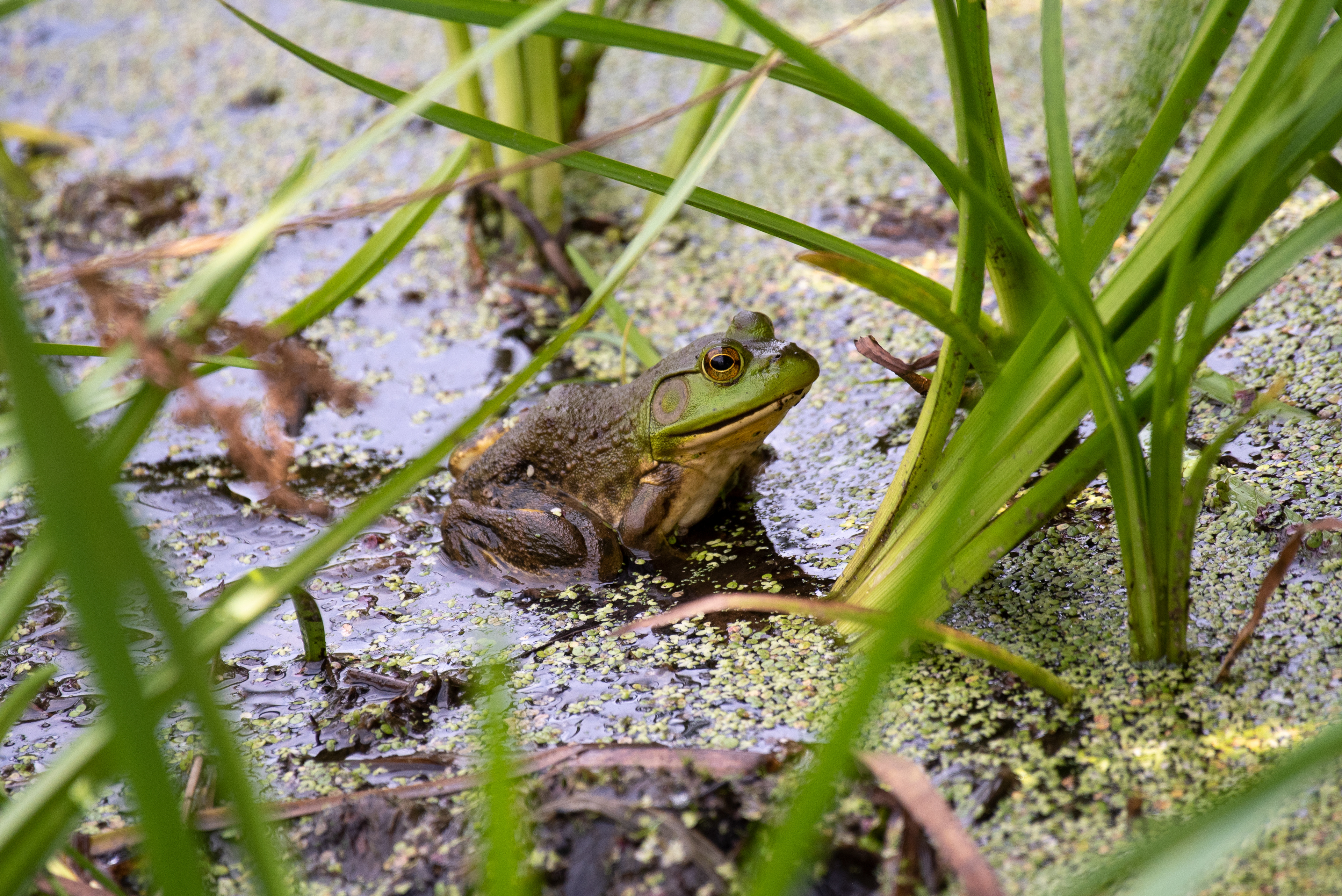 American Bullfrog Sept 7, 2020 Great Swamp NWR, NJ USA