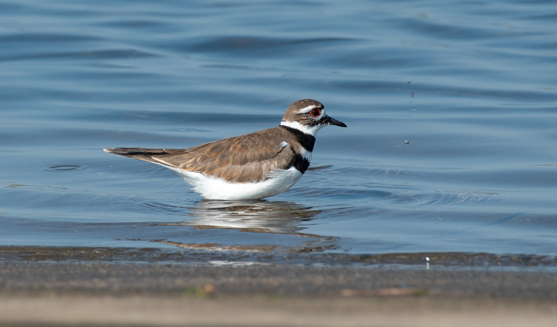 Killdeer Jun, 5 2025 Parker River NWR, MA USA