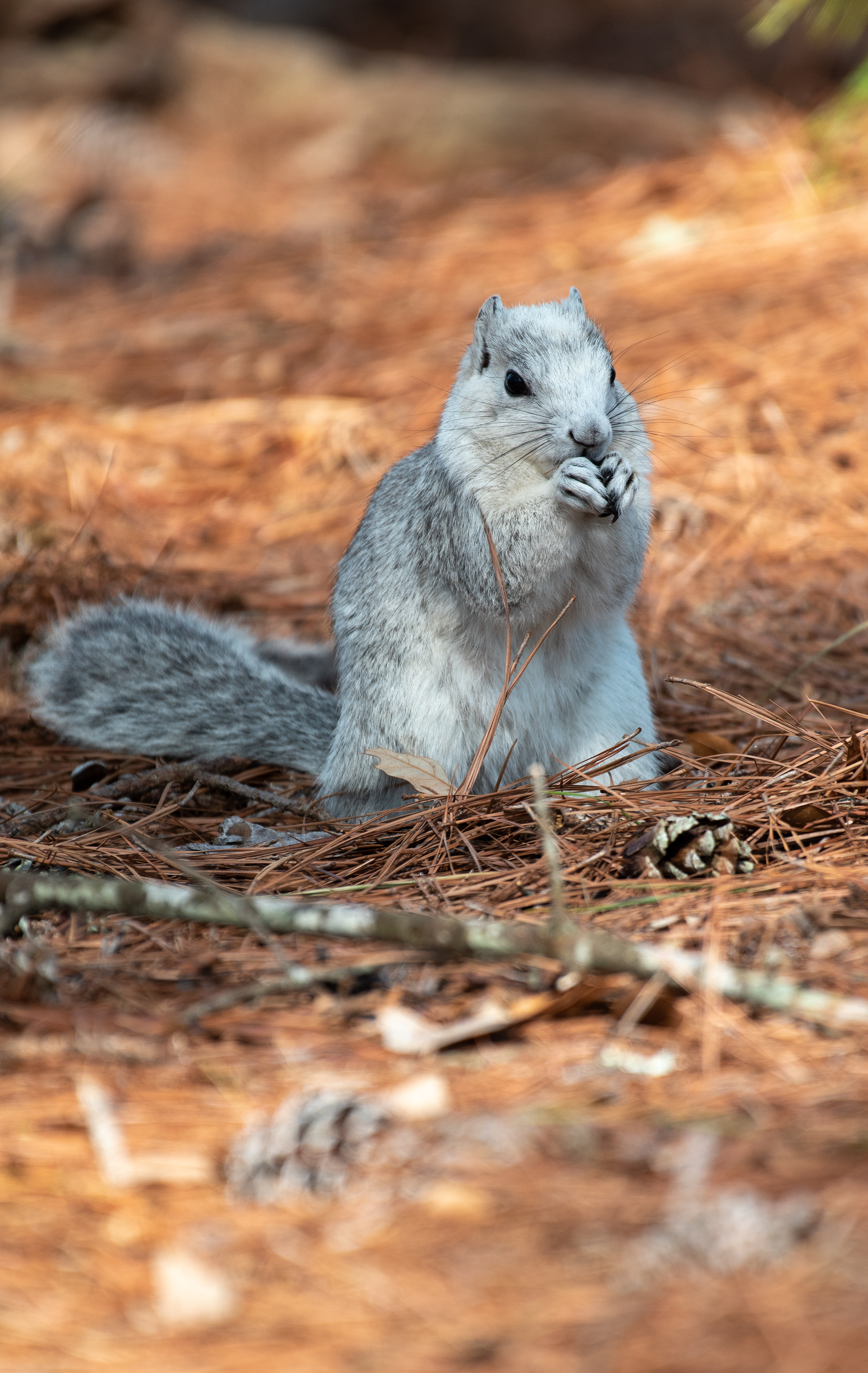 Delmarva Fox Squirrel Apr 5, 2023 Chincoteague, VA USA