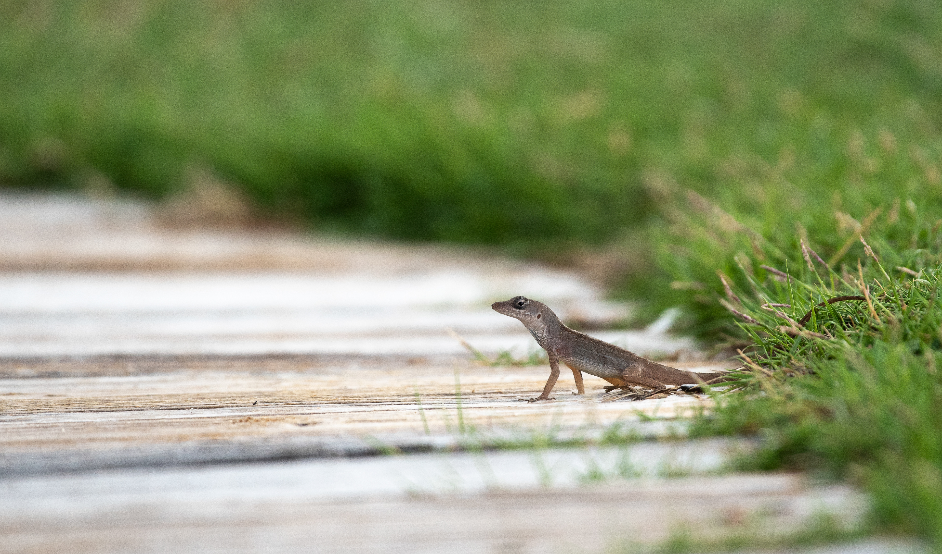 Brown Anole Aug 12, 2024 Roatan, Honduras