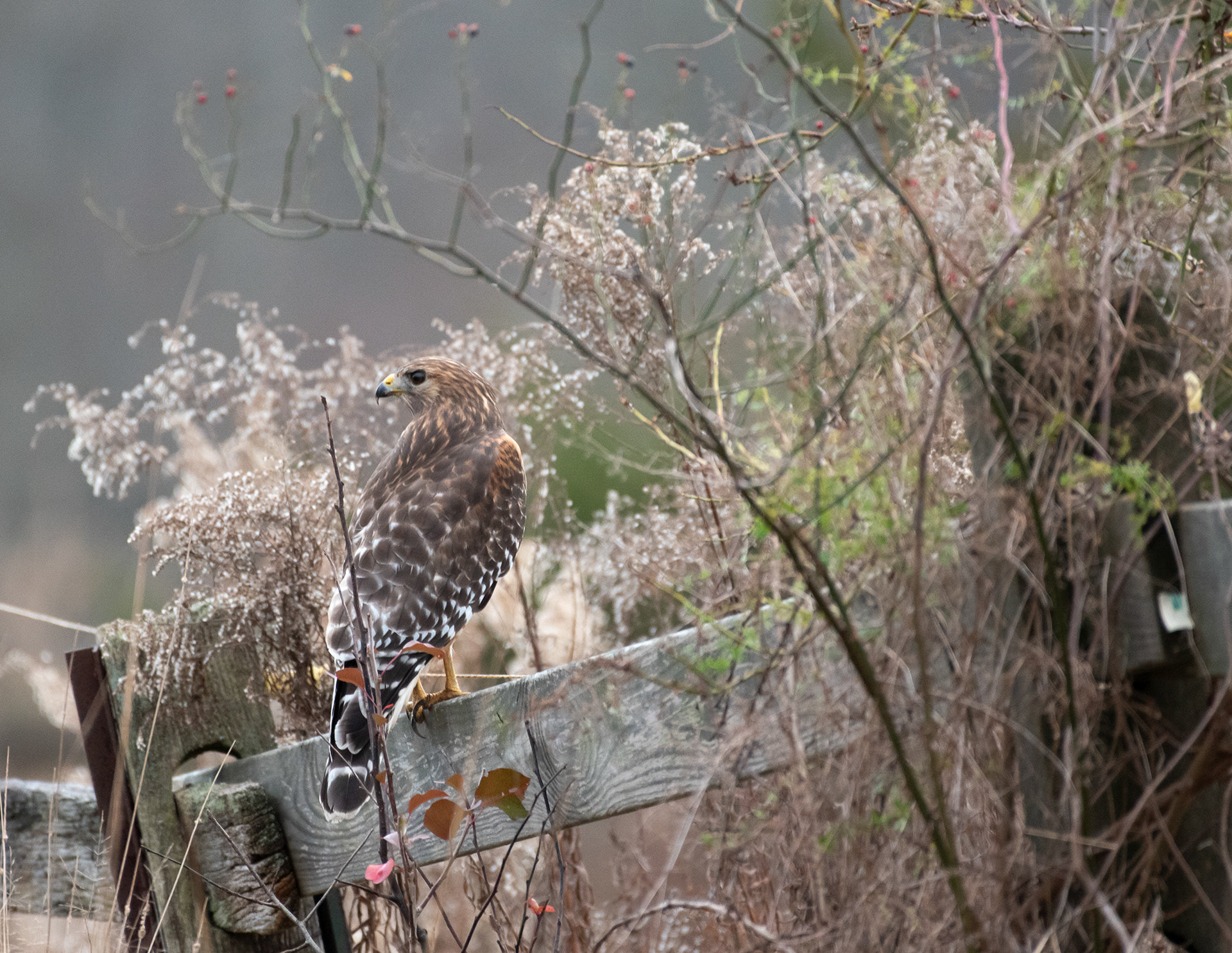 Red Shouldered Hawk Nov 27, 2020 Great Swamp NWR, NJ USA