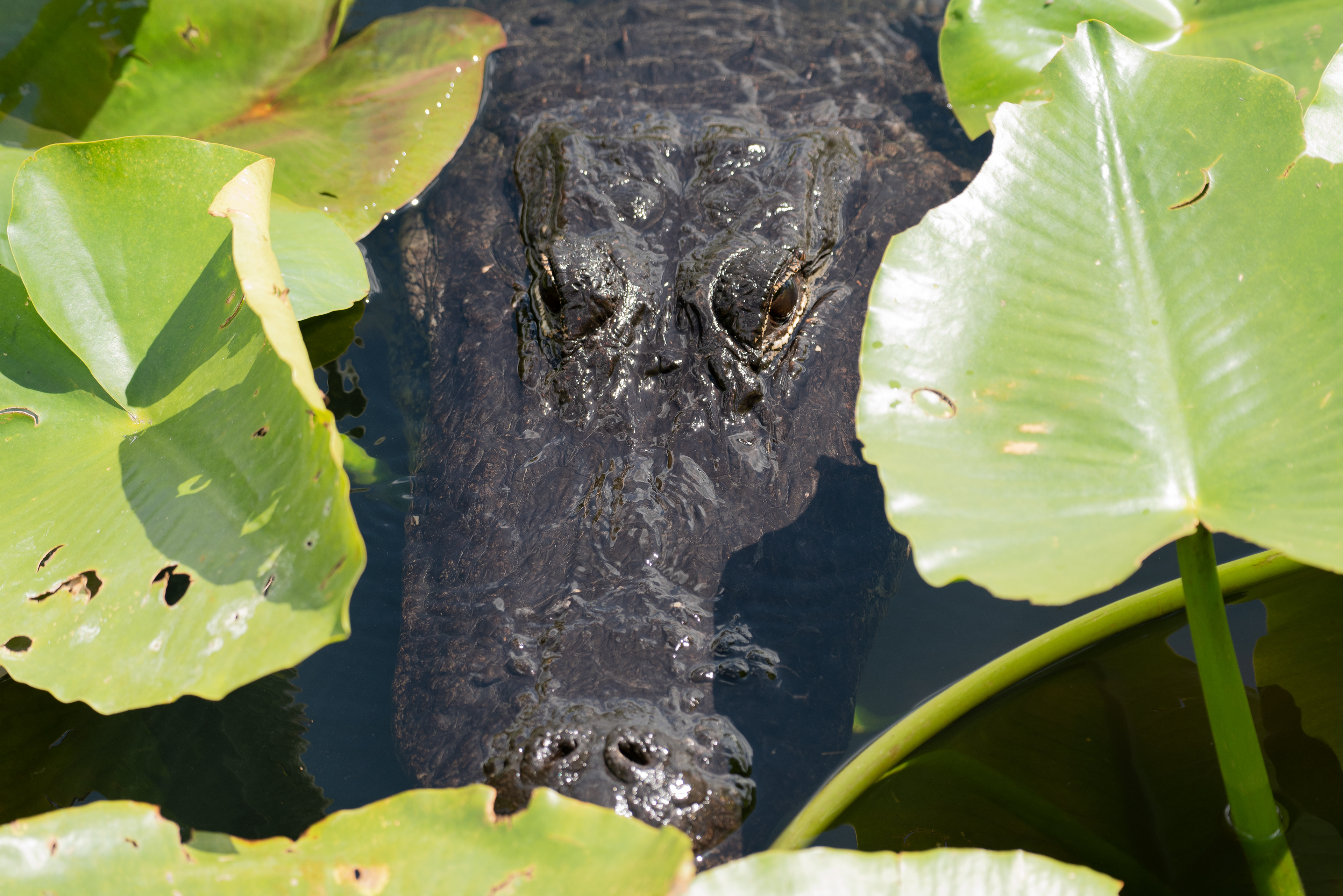 American Alligator Mar 17, 2020 Everglades National Park, FL USA