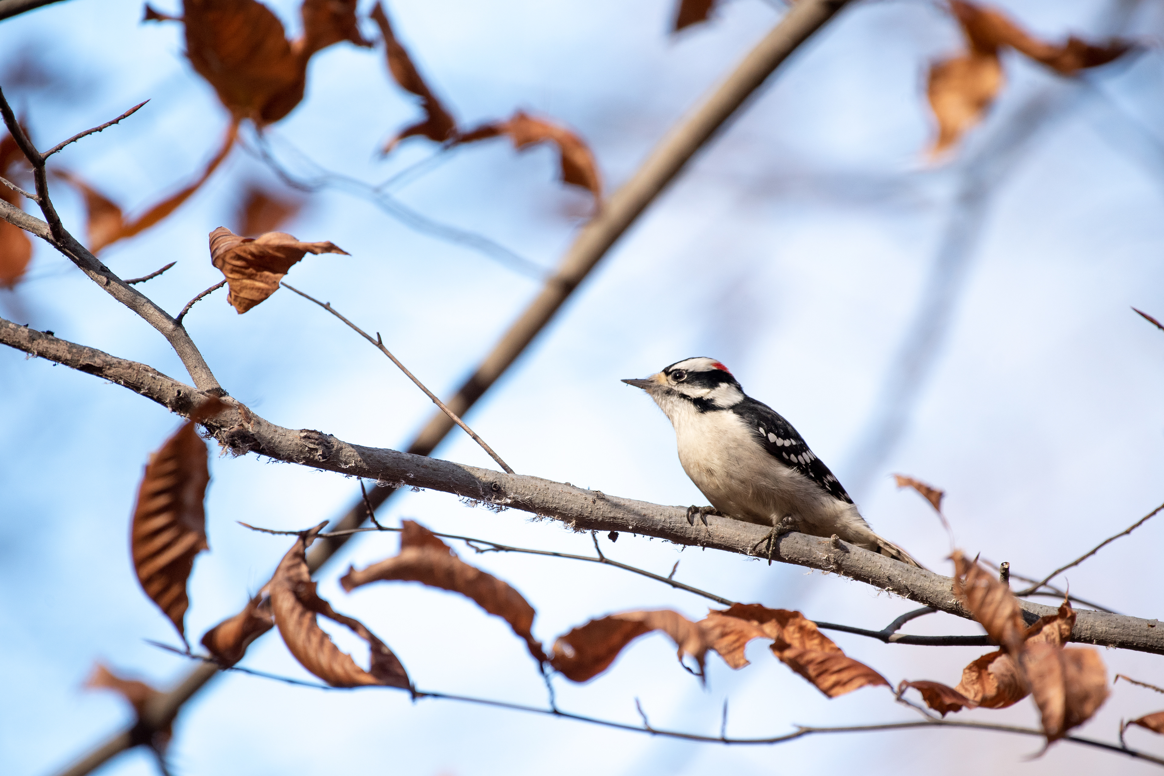 Downy Woodpecker Nov 7, 2020 Scherman Hoffman Wildlife Sanctuary, NJ USA