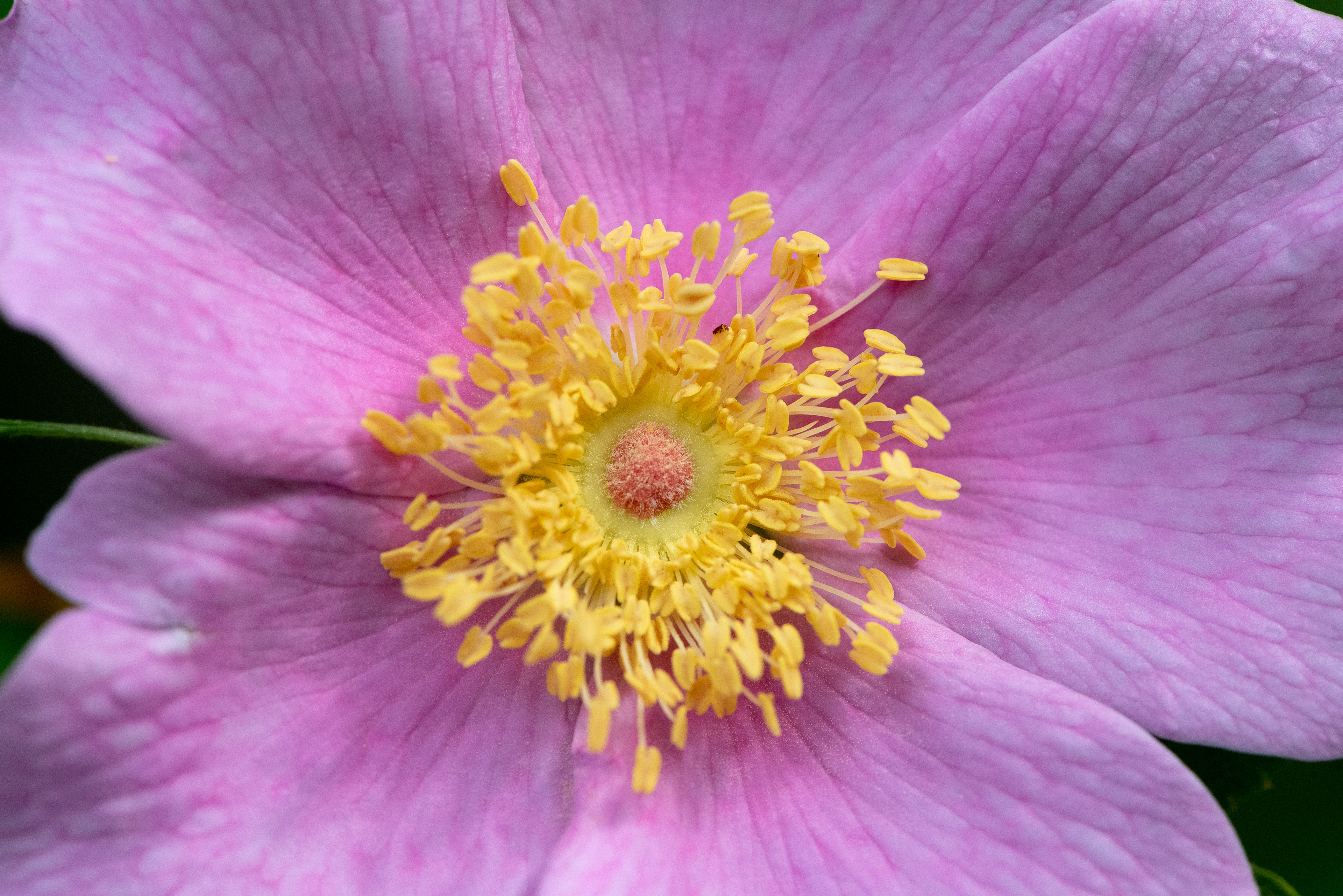 Swamp Rose July 3, 2020 Great Swamp NWR, NJ USA