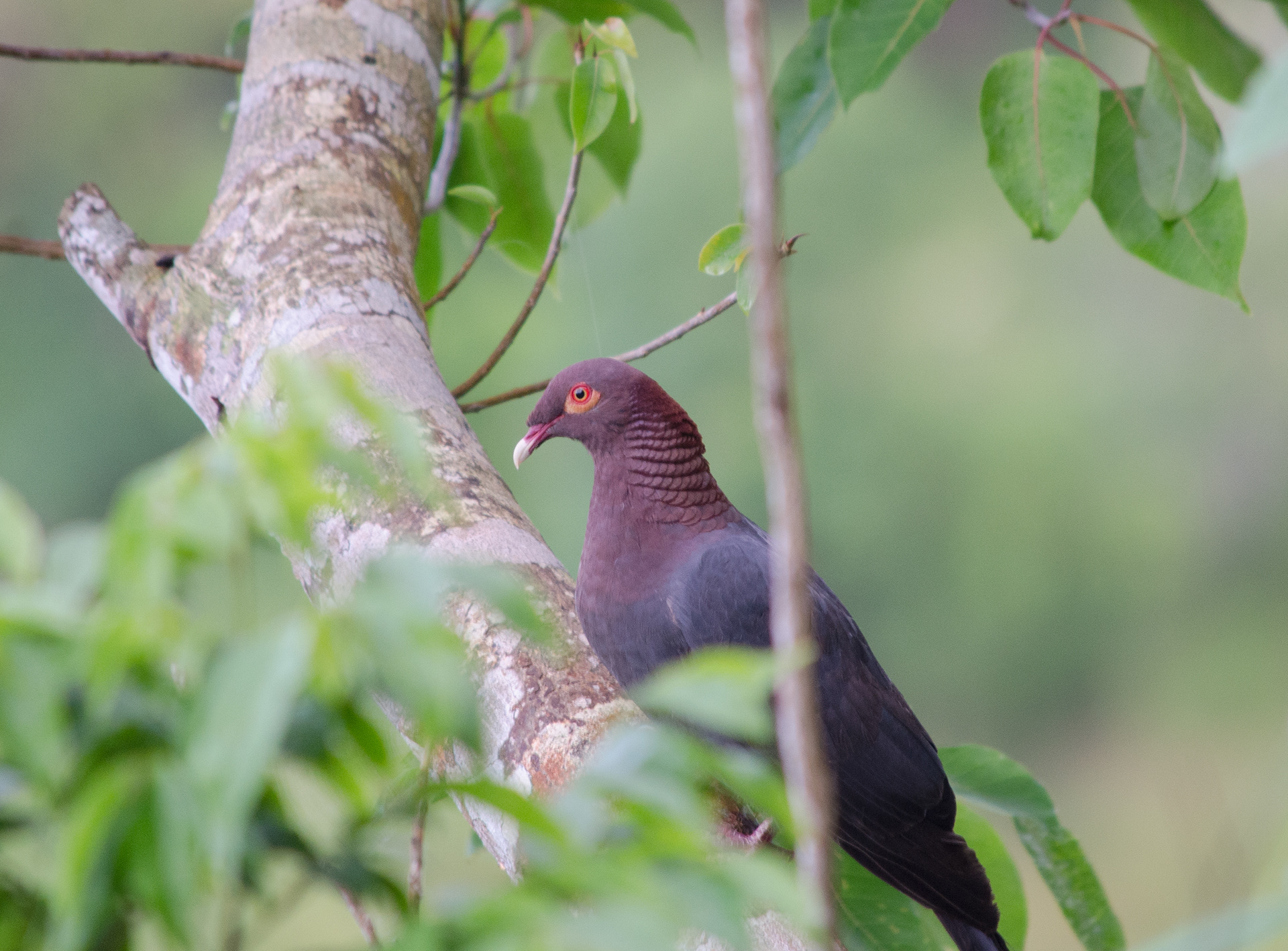 Scaly Naped Pigeon Aug 4, 2018 Windwardside, Saba