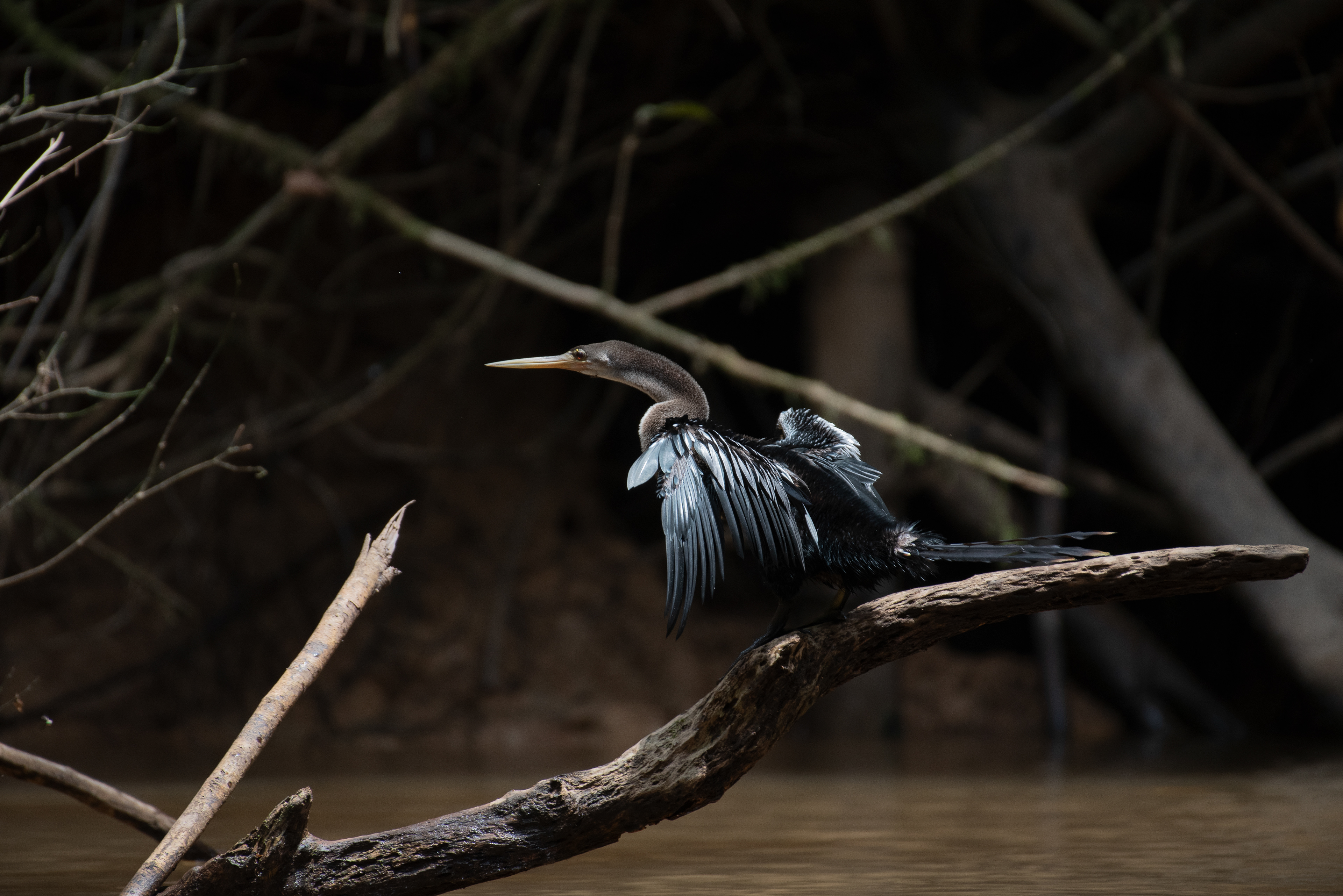 Anhinga, Aug 7, 2023 Cuyabeno Reserve, Ecuador