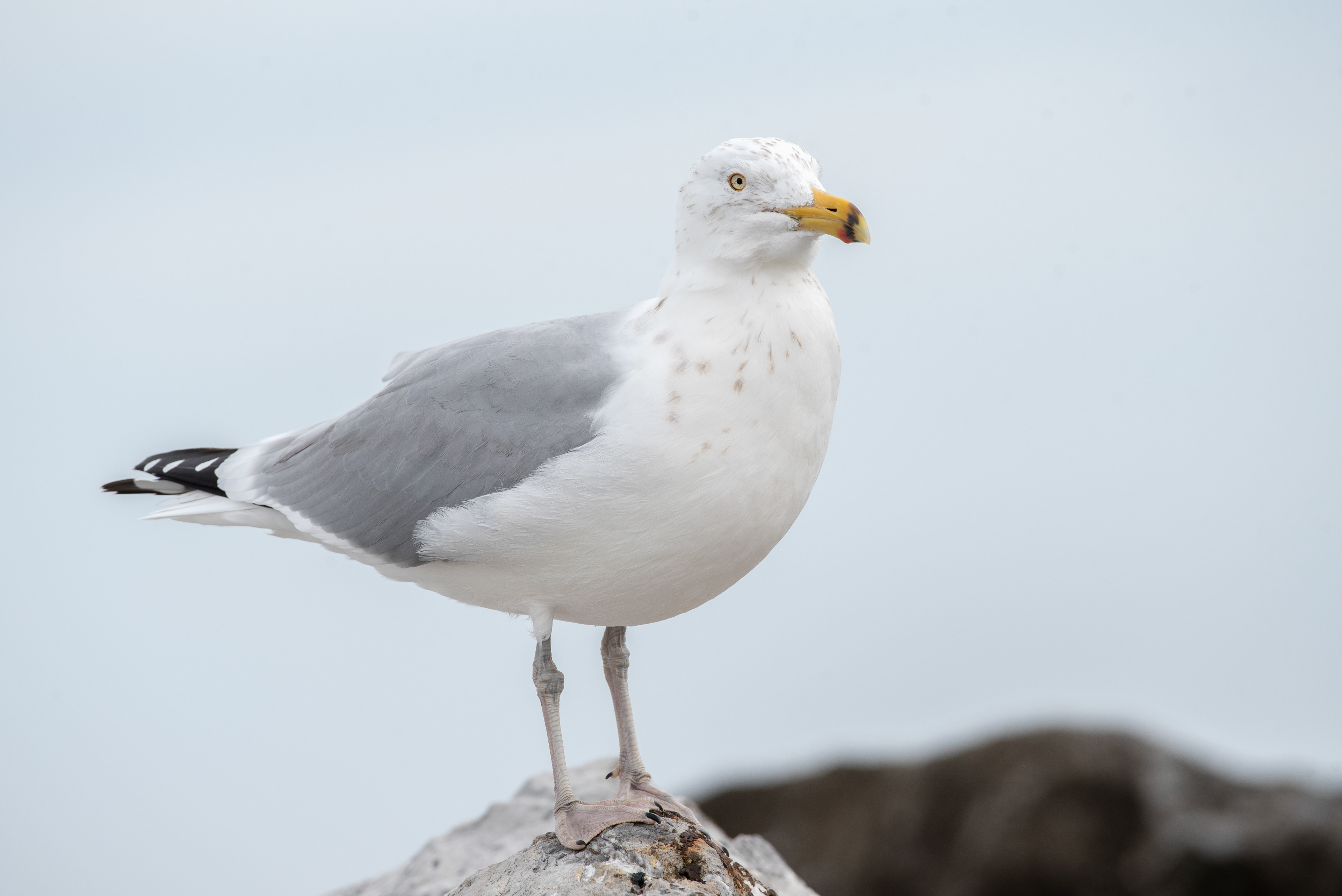 Herring Gull Feb 17, 2022 Barnegat Lighthouse State Park, NJ USA