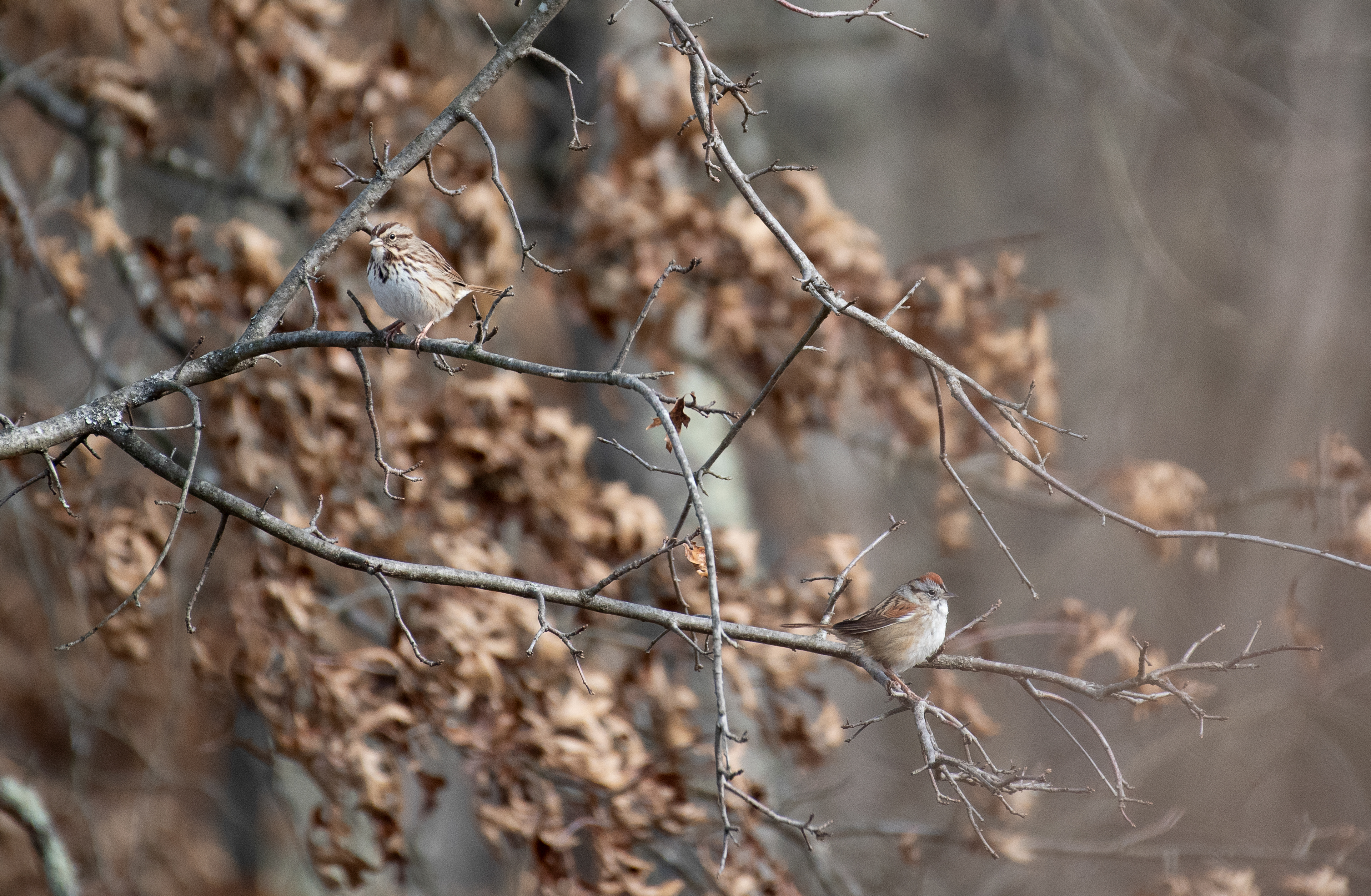Song Sparrow and Swamp Sparrow Jan 12, 2025 Basking Ridge, NJ USA