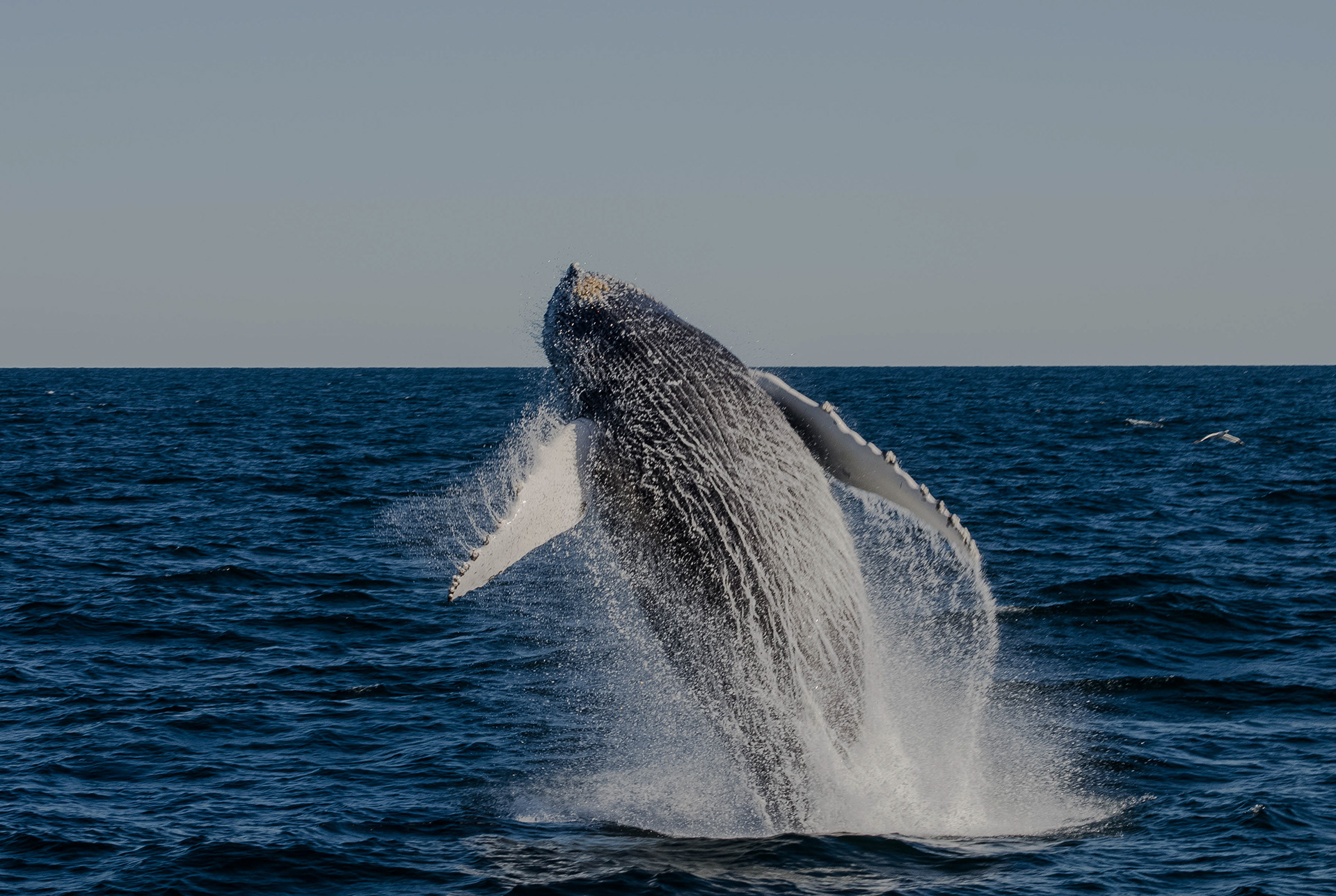 Humpback Whale Oct 27, 2017 Cape Cod, MA USA