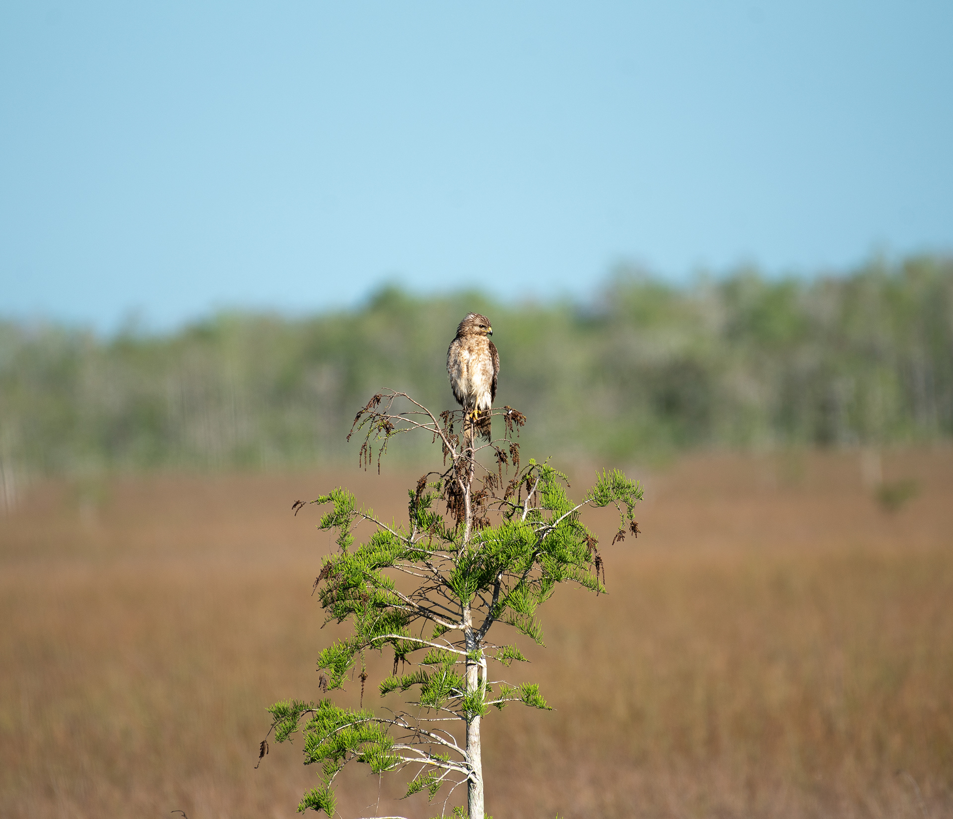 Red Shouldered Hawk Mar 18, 2020 Everglades National Park, FL USA