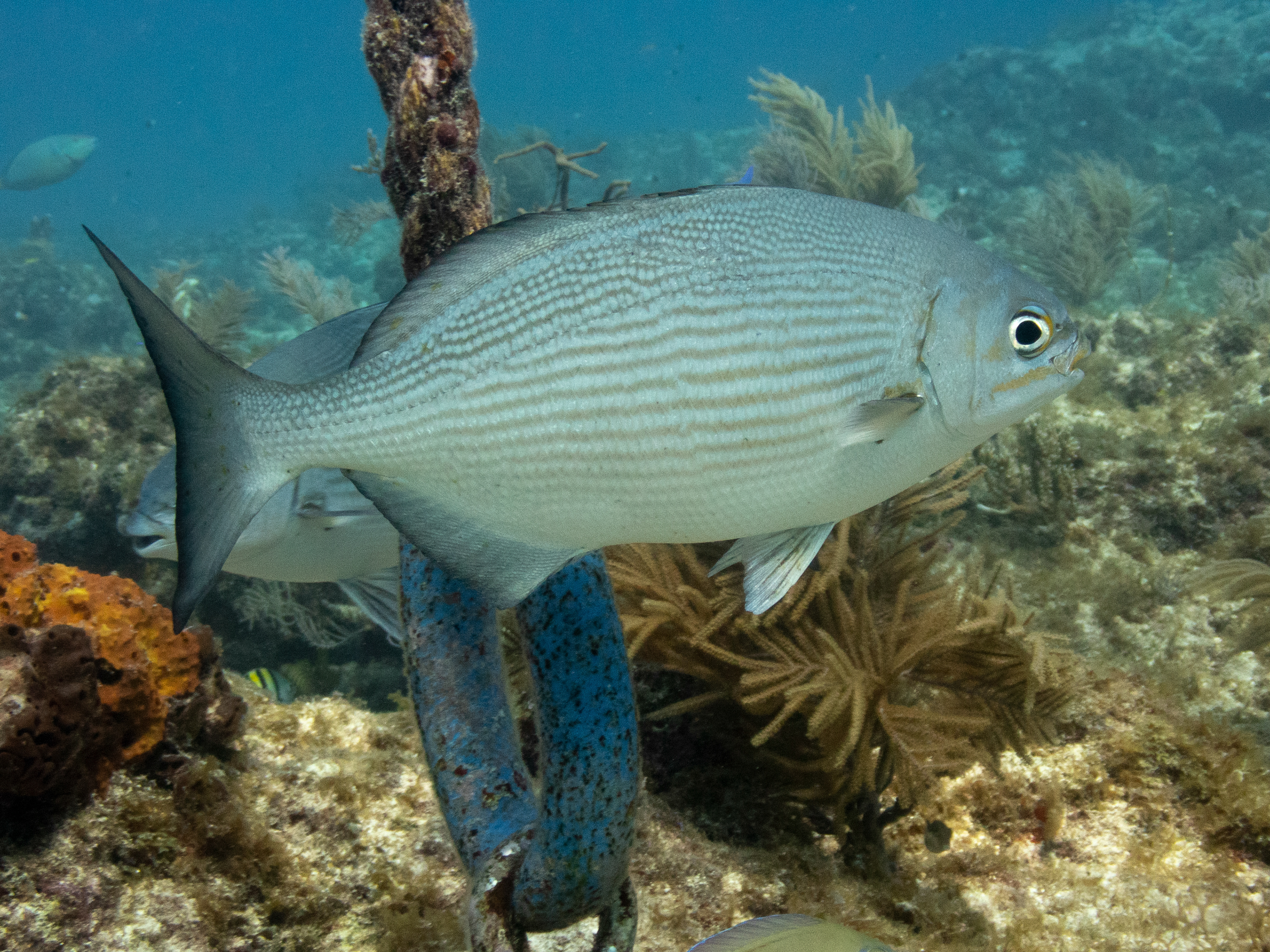 Brassy Drummer Mar 15, 2020 Key Largo FL USA