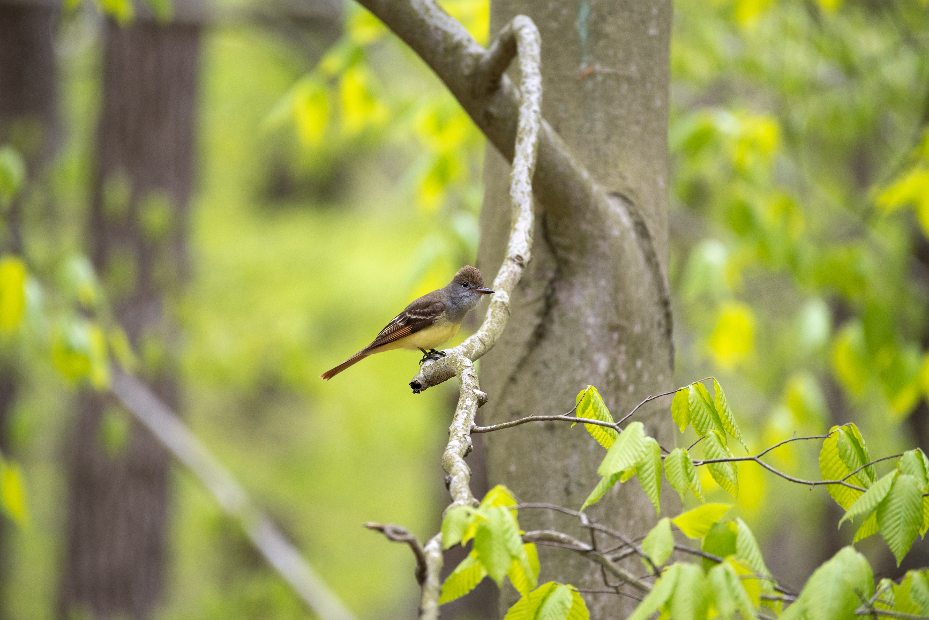 Great Crested Flycatcher May 9, 2020 Lord Stirling Park, NJ USA