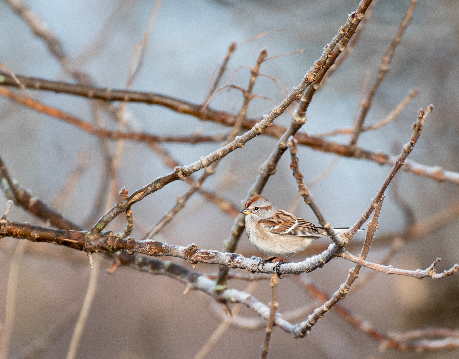 American Tree Sparrow Jan 1, 2021 Round Valley Reservoir, NJ USA