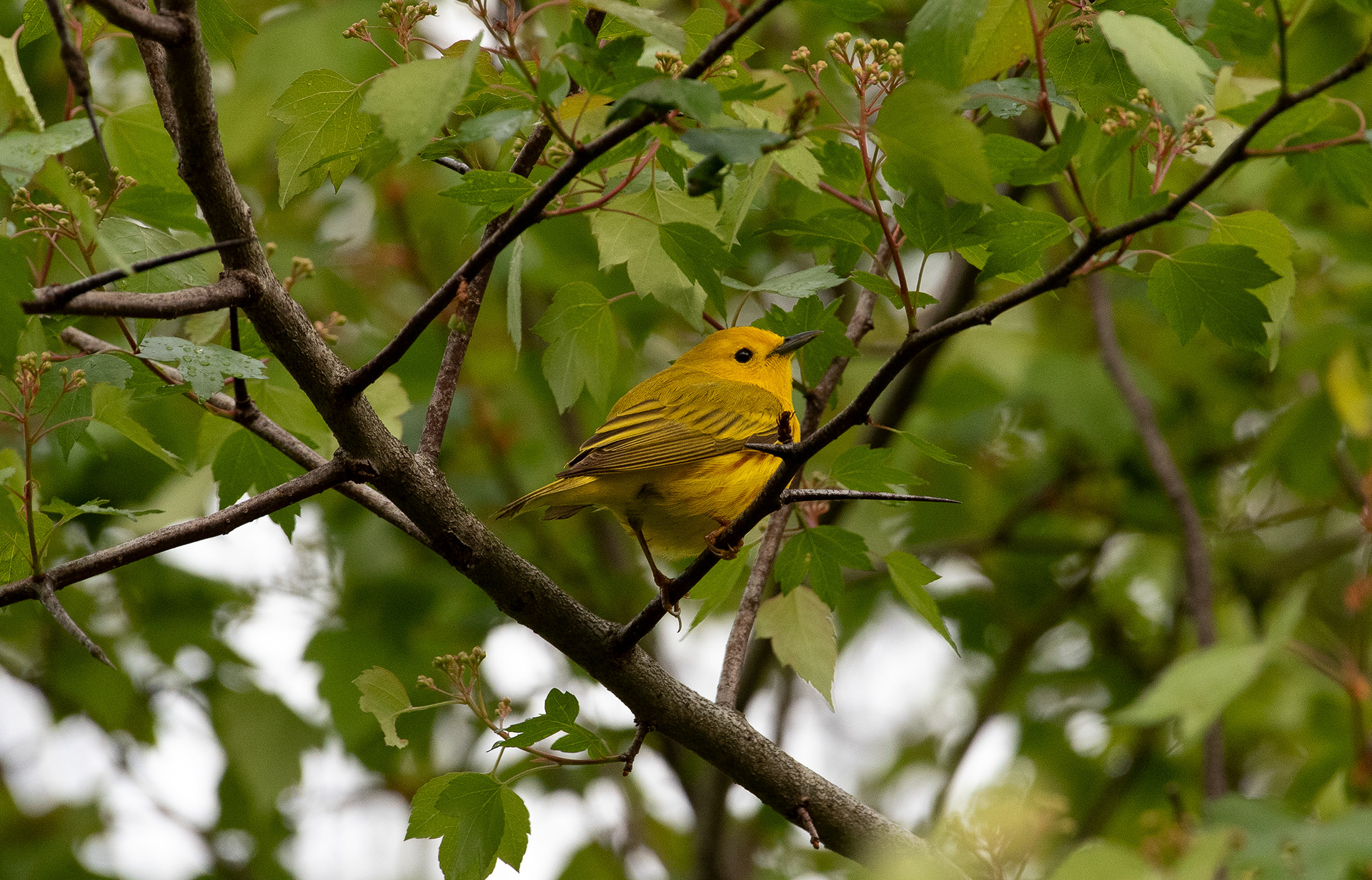 Northern Yellow Warbler May 2, 2026 Lord Stirling Park, Bernards, NJ USA