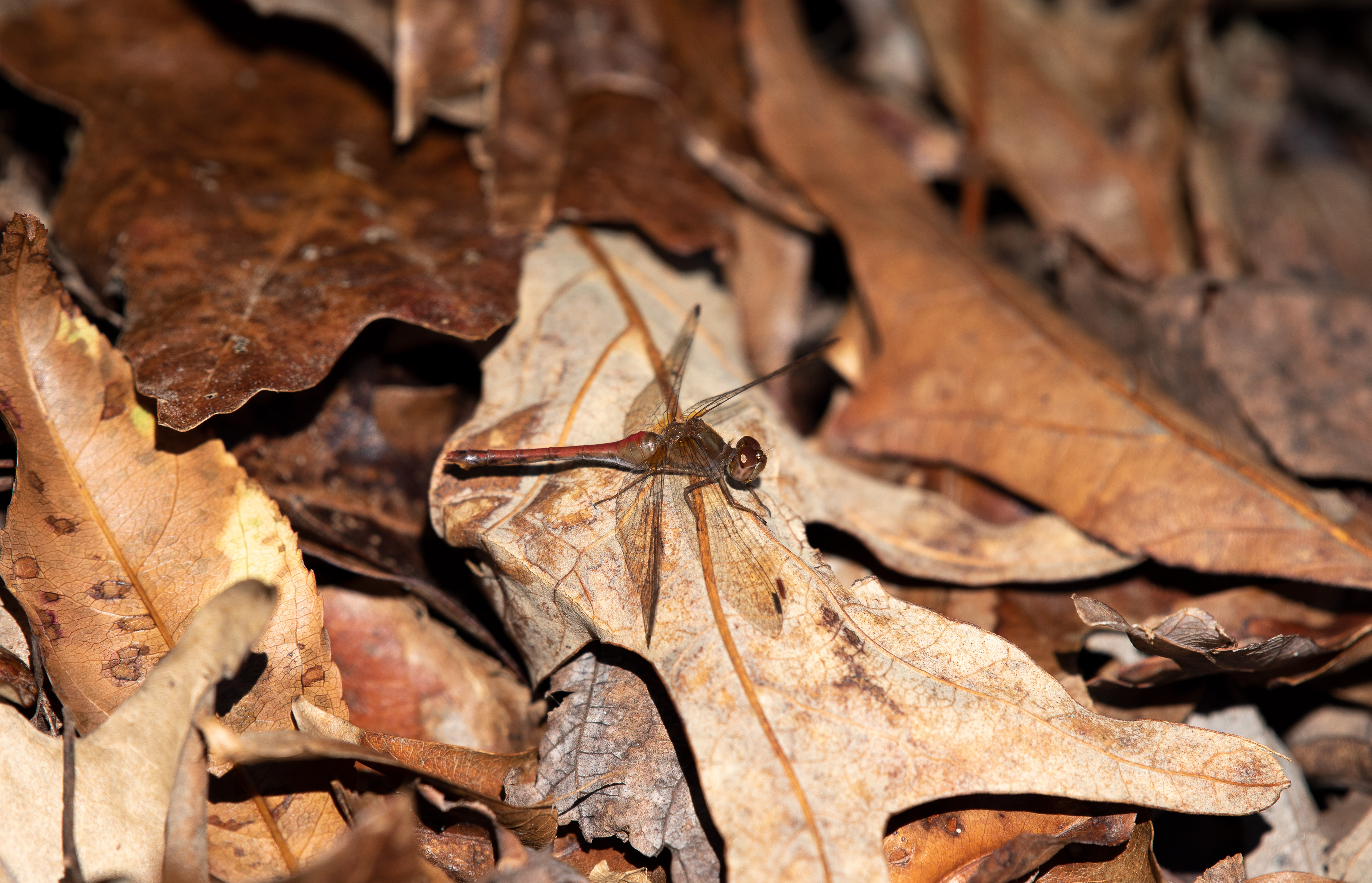 Autumn Meadowhawk Oct 17, 2020 Edwin B Forsythe NWR, NJ USA