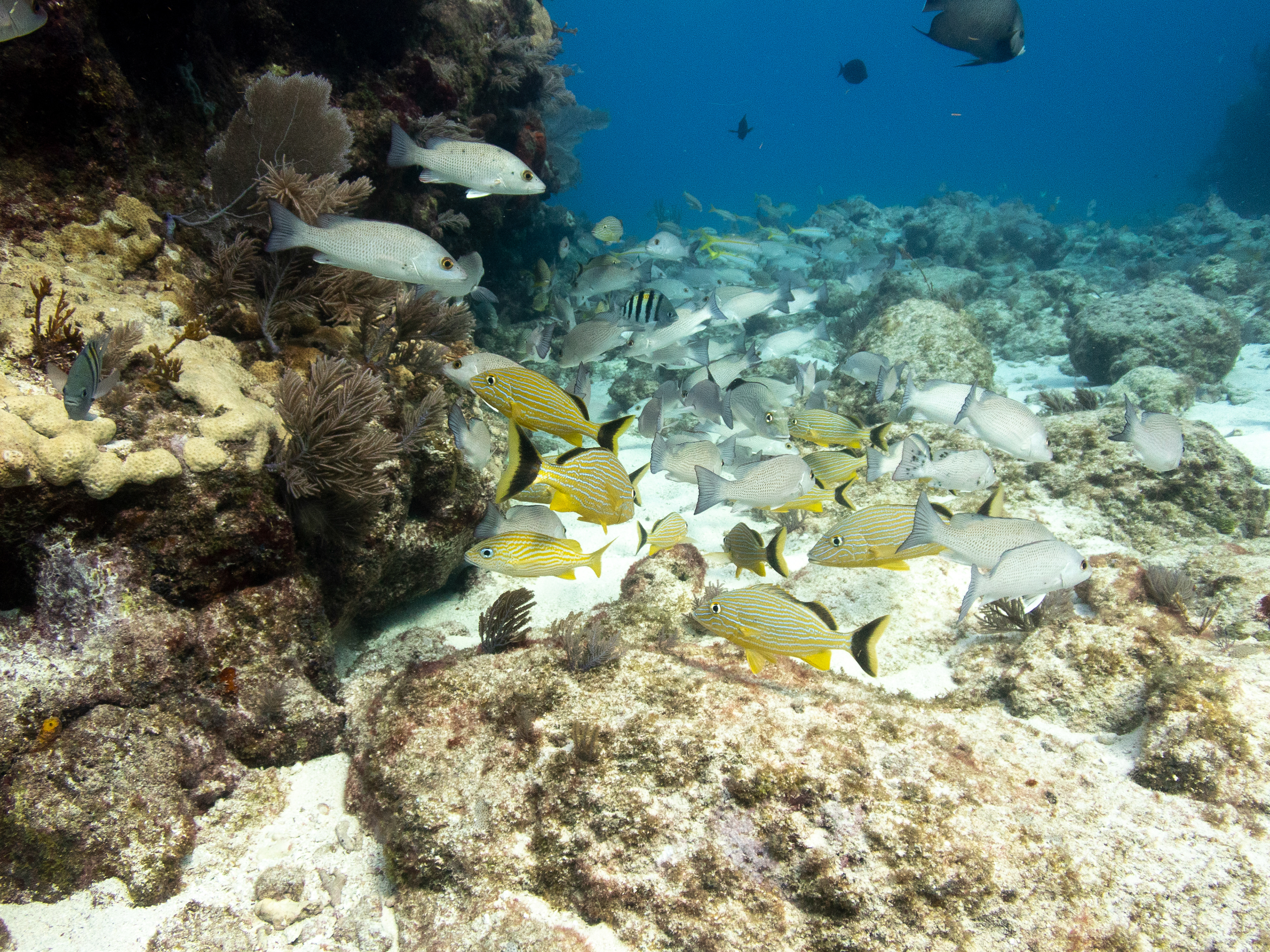 Fish Congregation Mar 16, 2020 Key Largo, FL USA