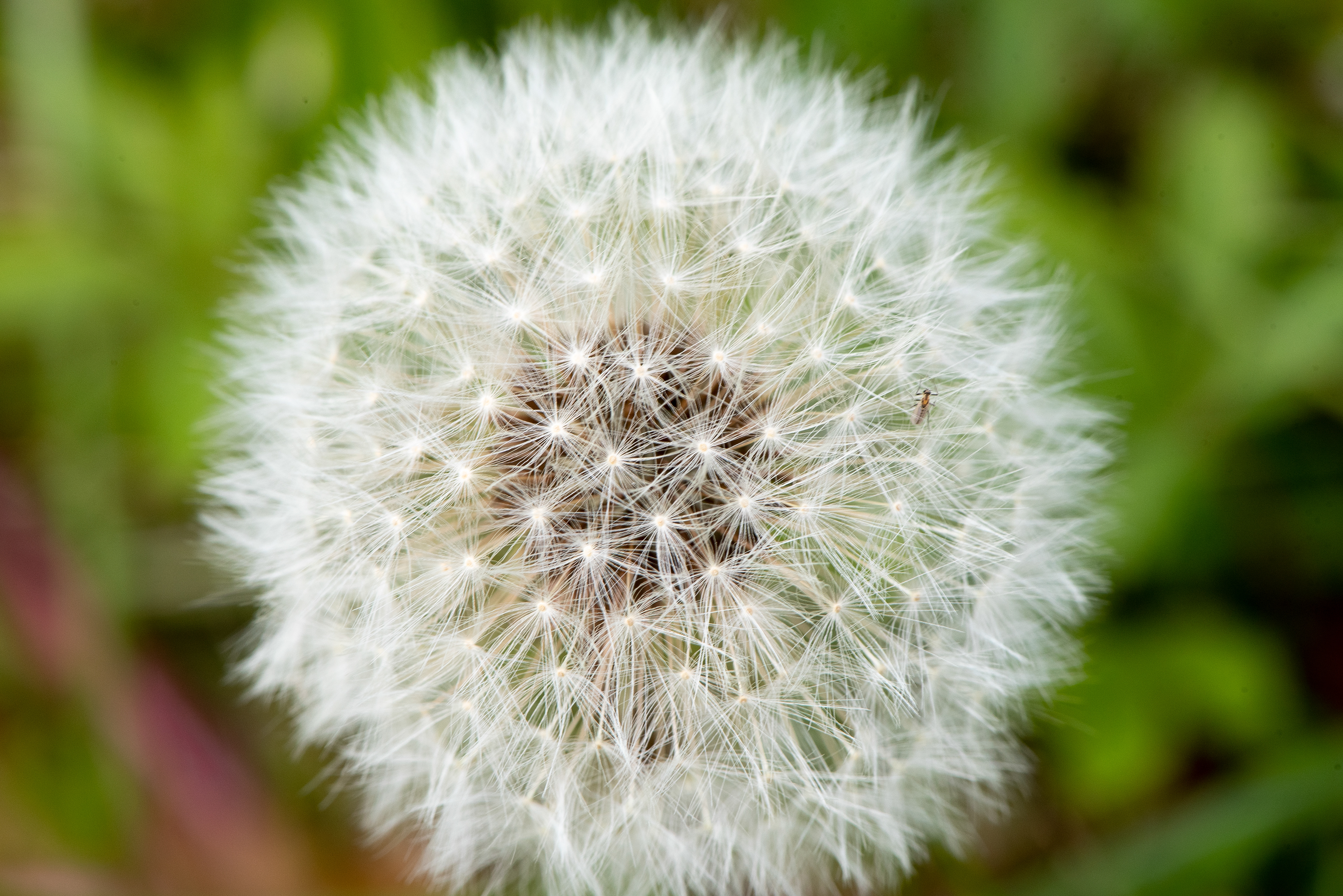Dandelion Apr 25, 2020 Basking Ridge, NJ USA