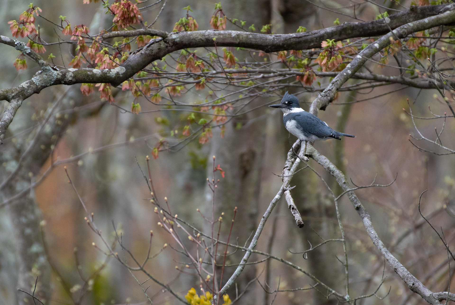 Belted Kingfisher Apr 7, 2023 Bombay Hook, DE USA